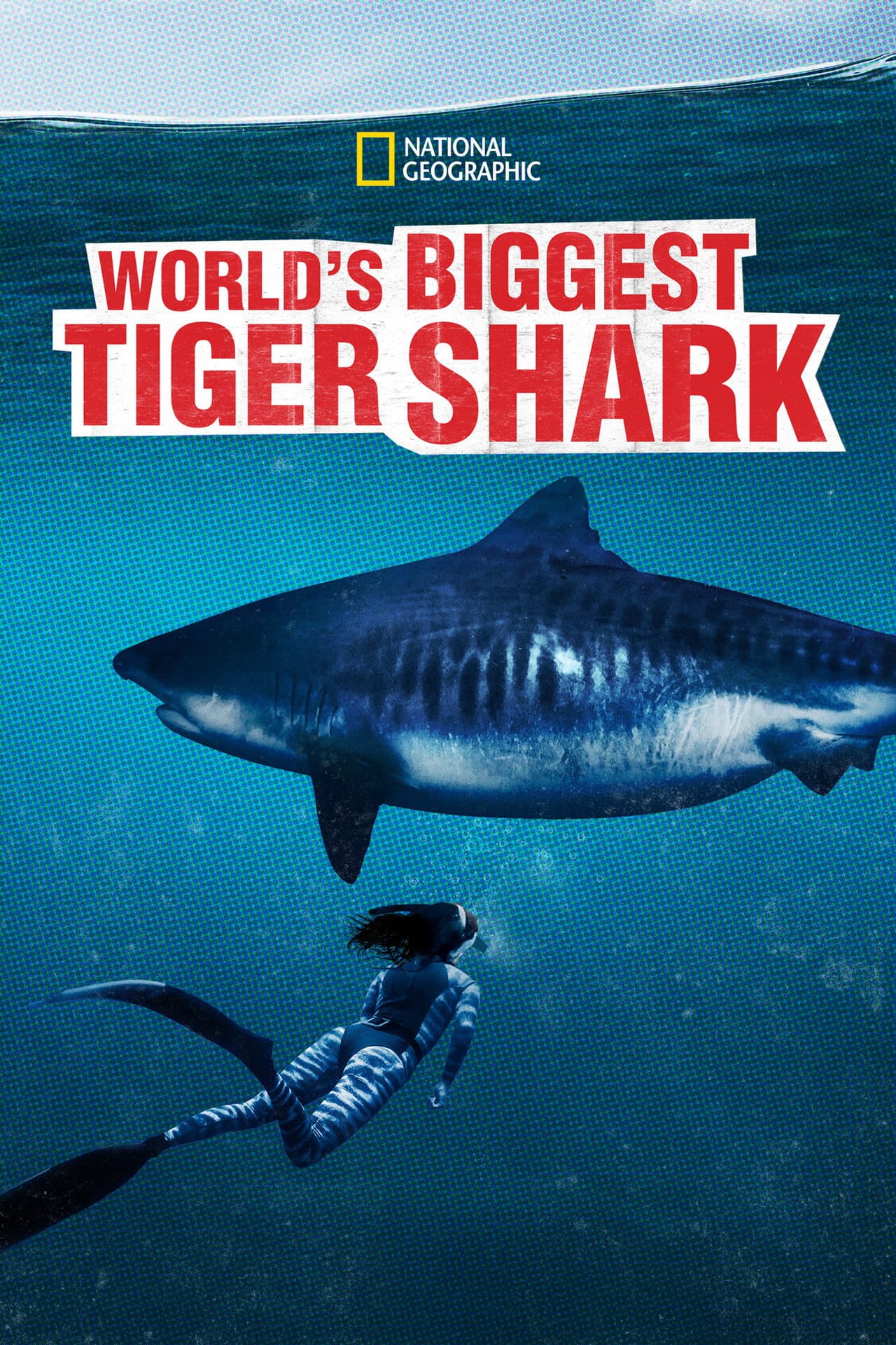 World's Biggest Tiger Shark preview 2