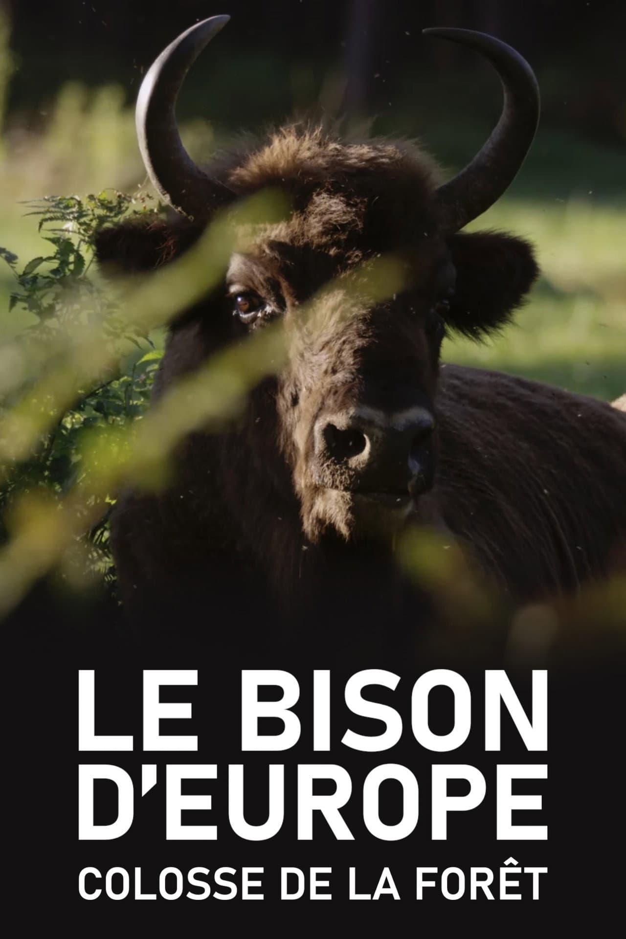 Le Bison d'Europe, colosse de la forêt preview 2