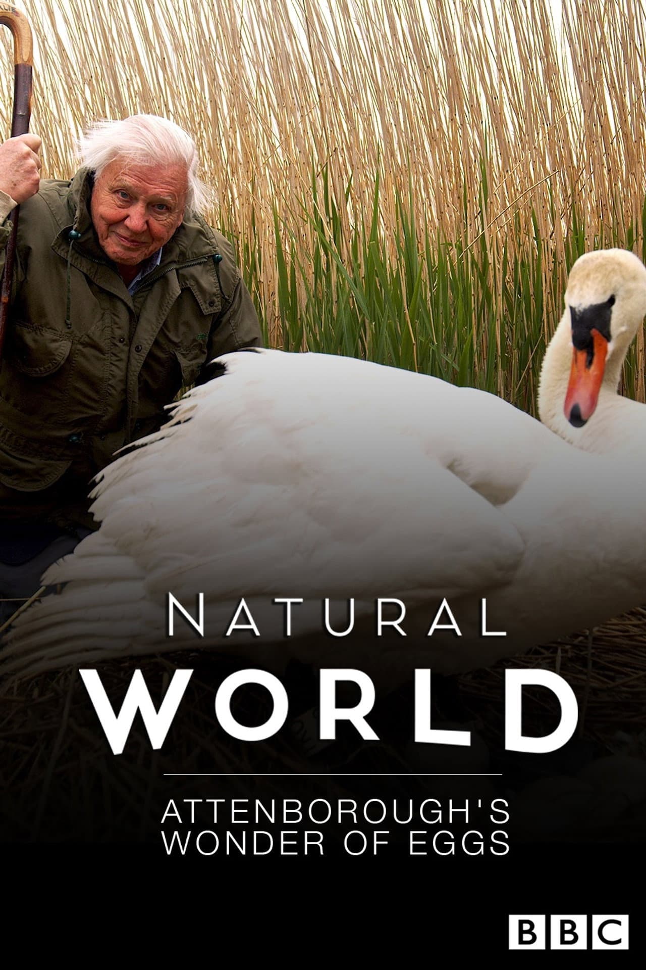 Attenborough's Wonder of Eggs preview 2