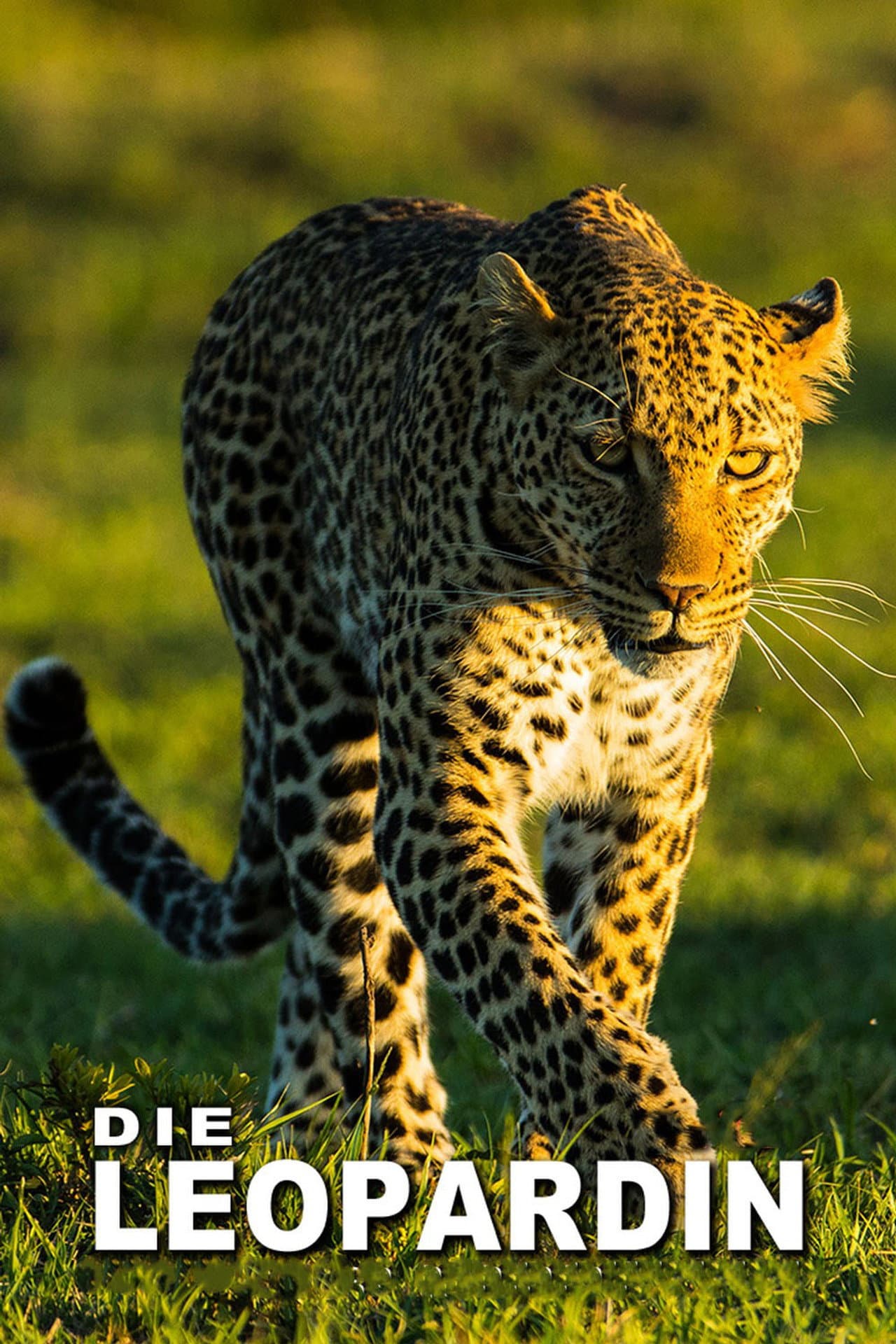 The Leopardess preview 2
