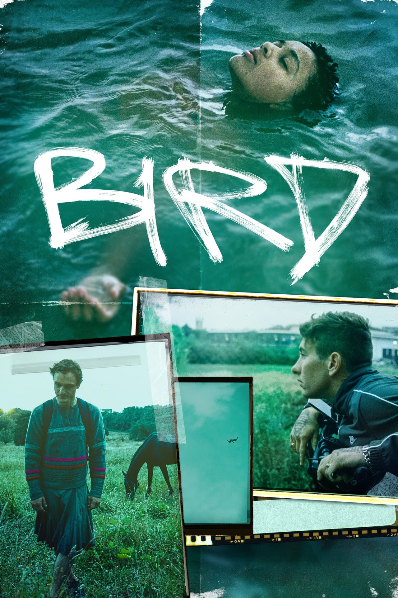Bird preview 2