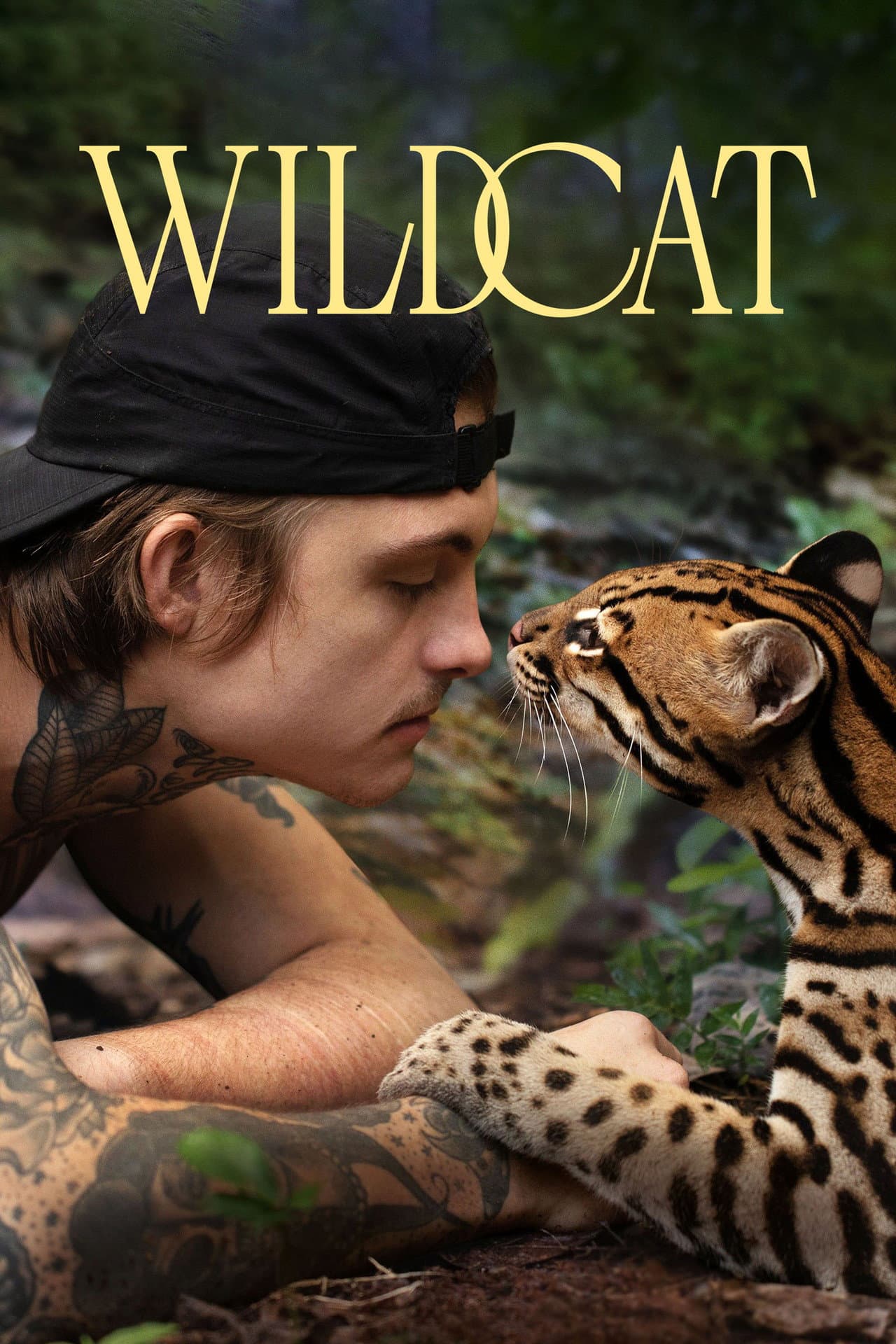 Wildcat preview 2