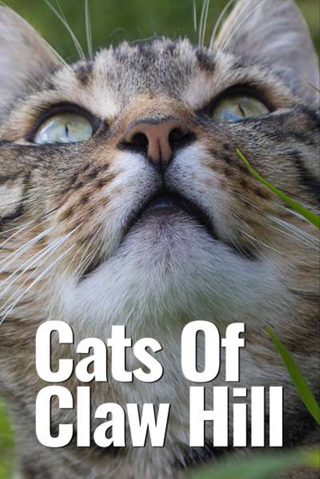 Cats of Claw Hill preview 2