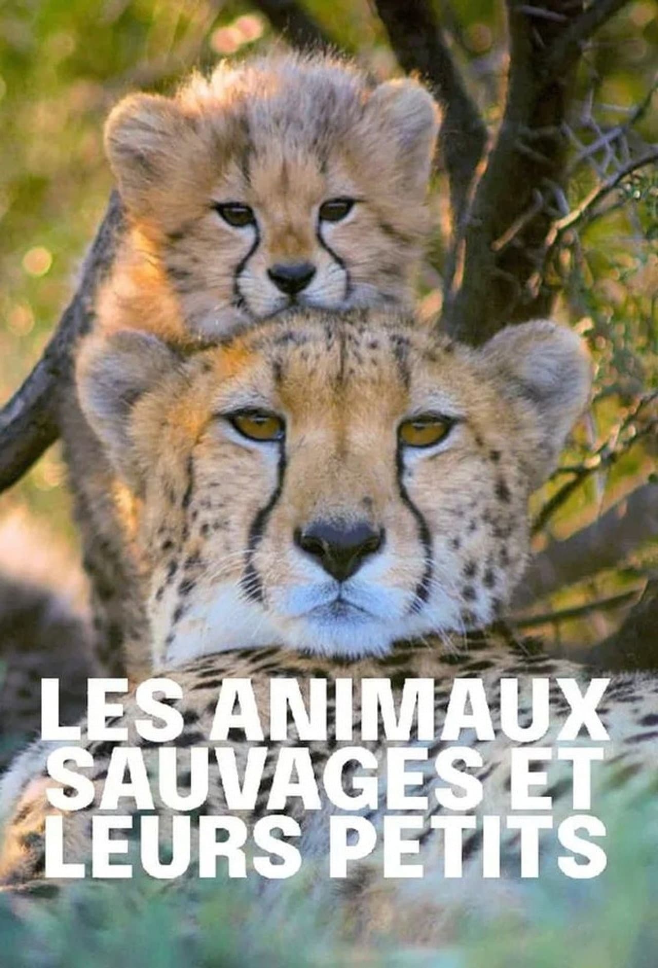 Tierkinder der Wildnis preview 1