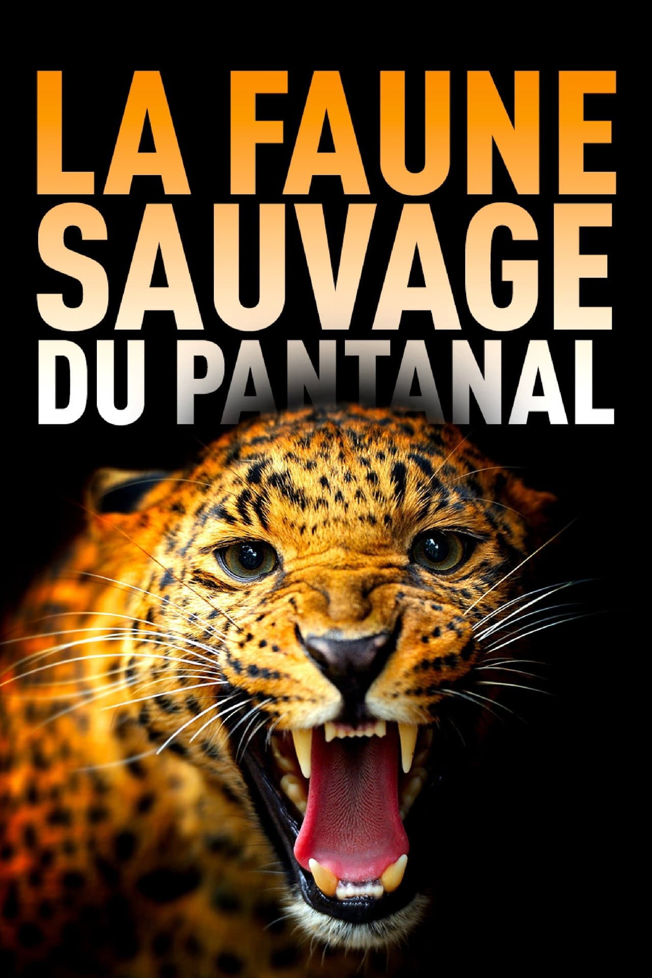 Among Big Cats and Anteaters - With Lydia Möcklinghoff in Brazil's wildlife preview 2