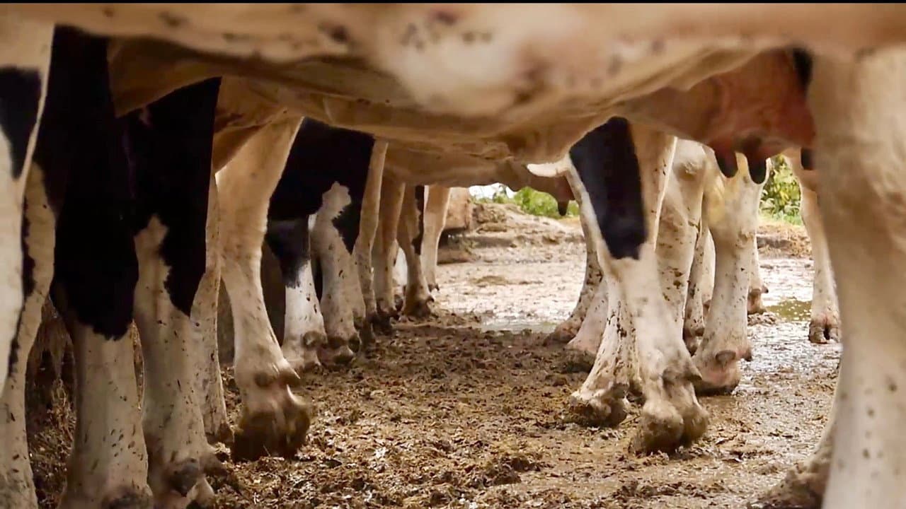 Cows With No Name