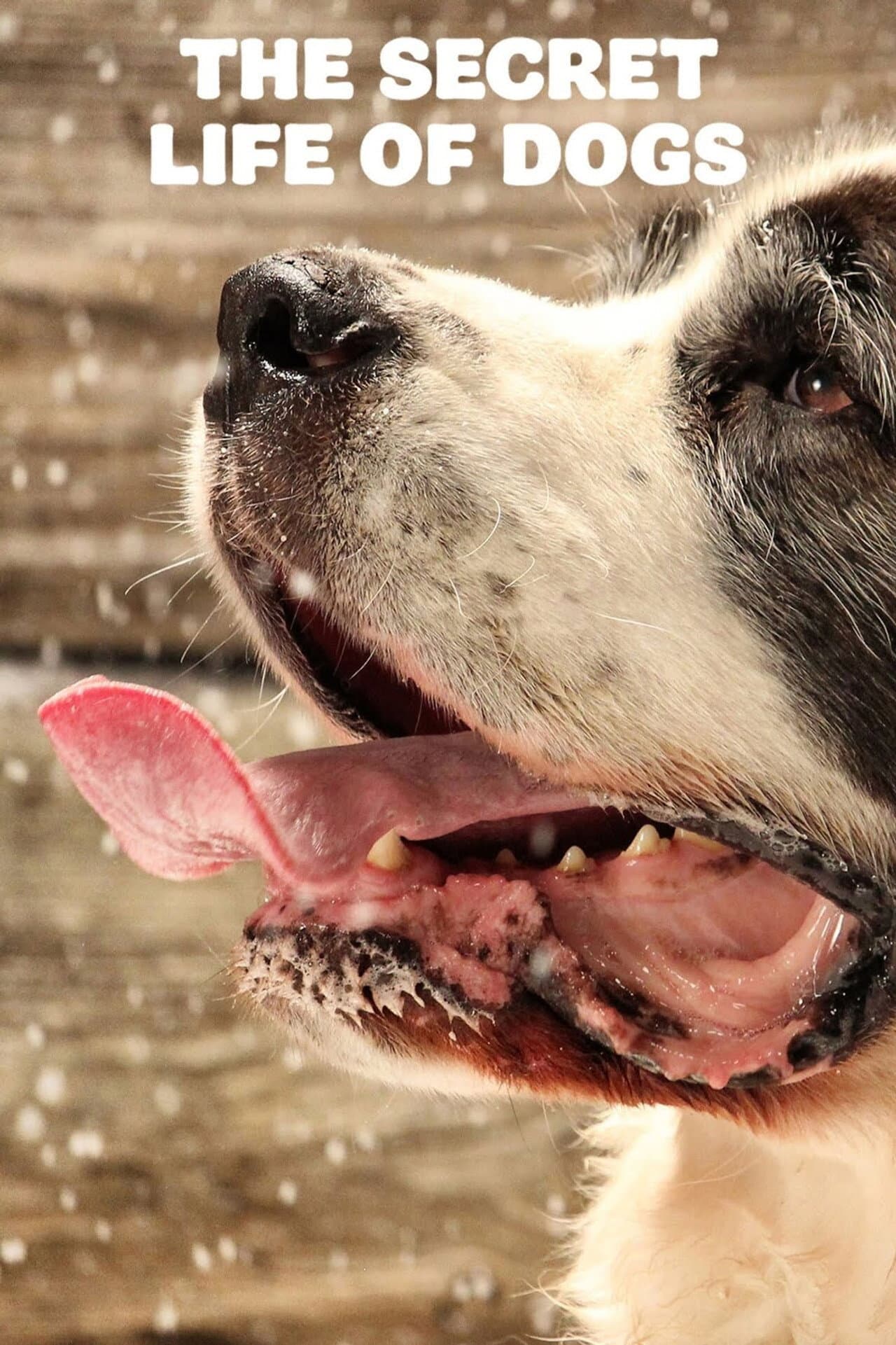The Secret Life of Dogs preview 2