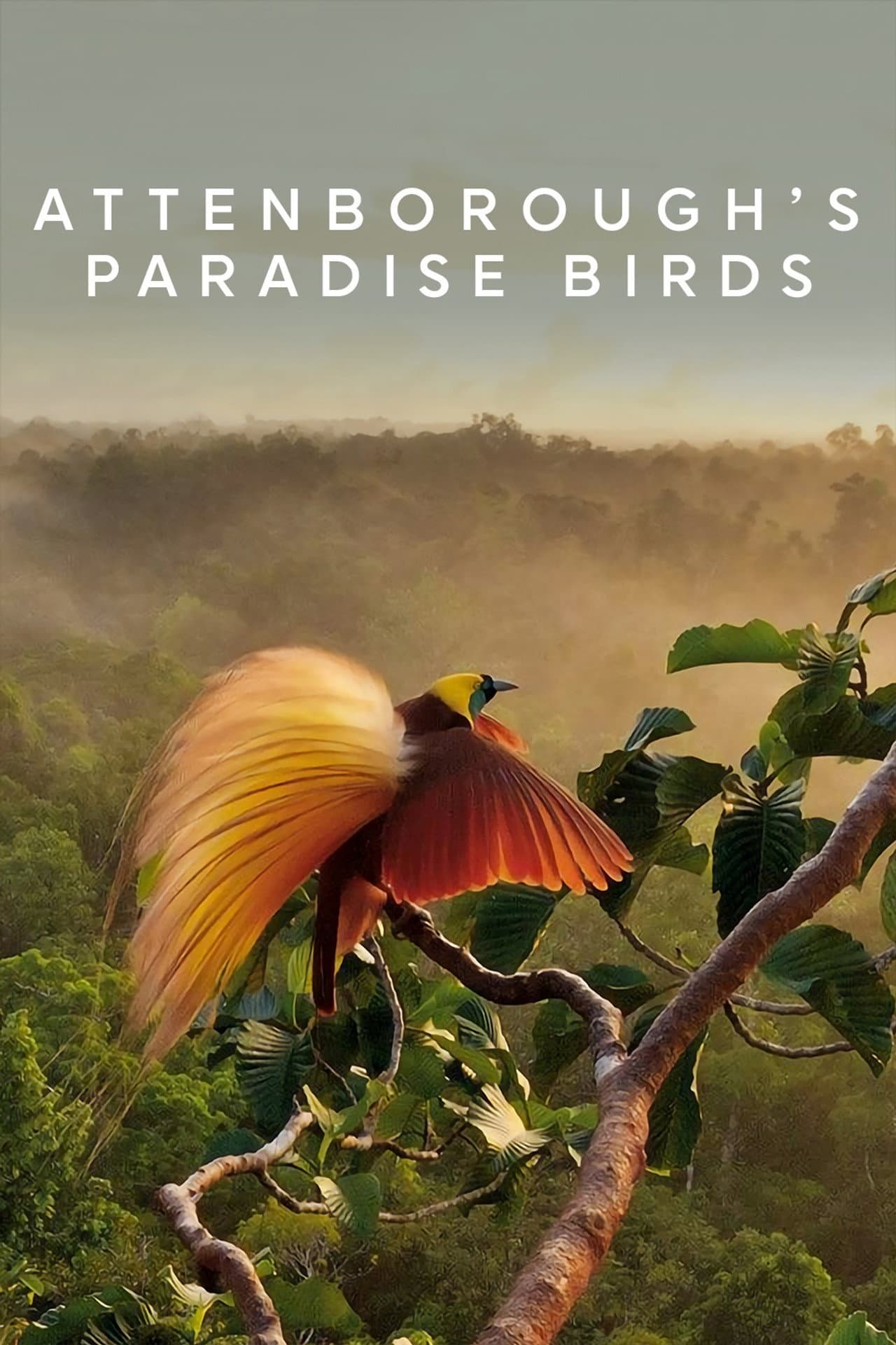 Attenborough's Paradise Birds preview 2