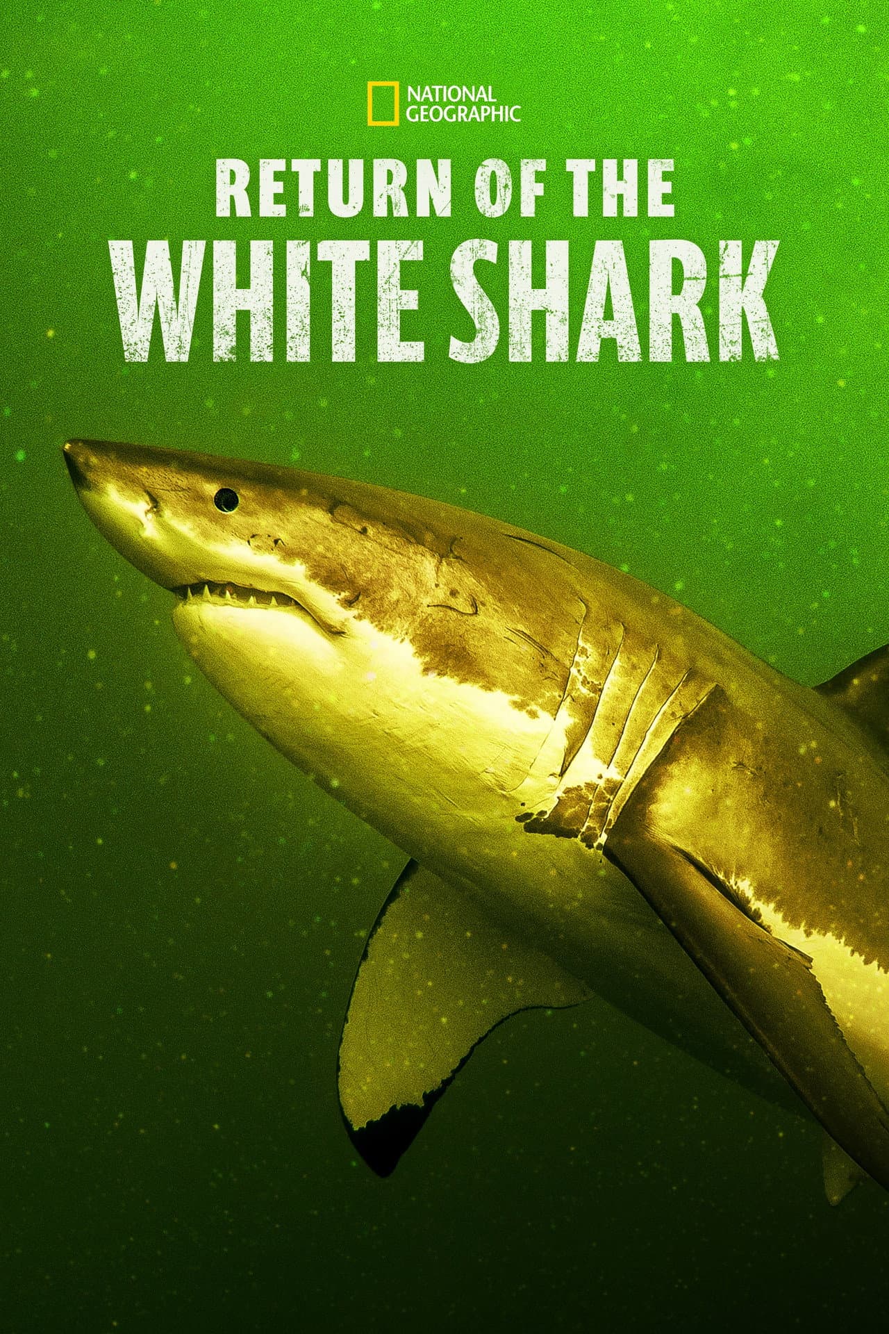 Return of the White Shark preview 2