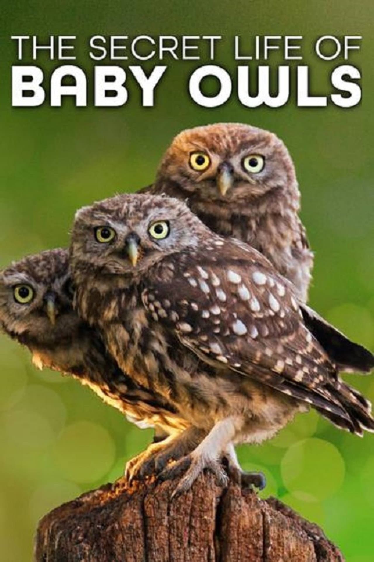The Secret Life of Owls preview 2