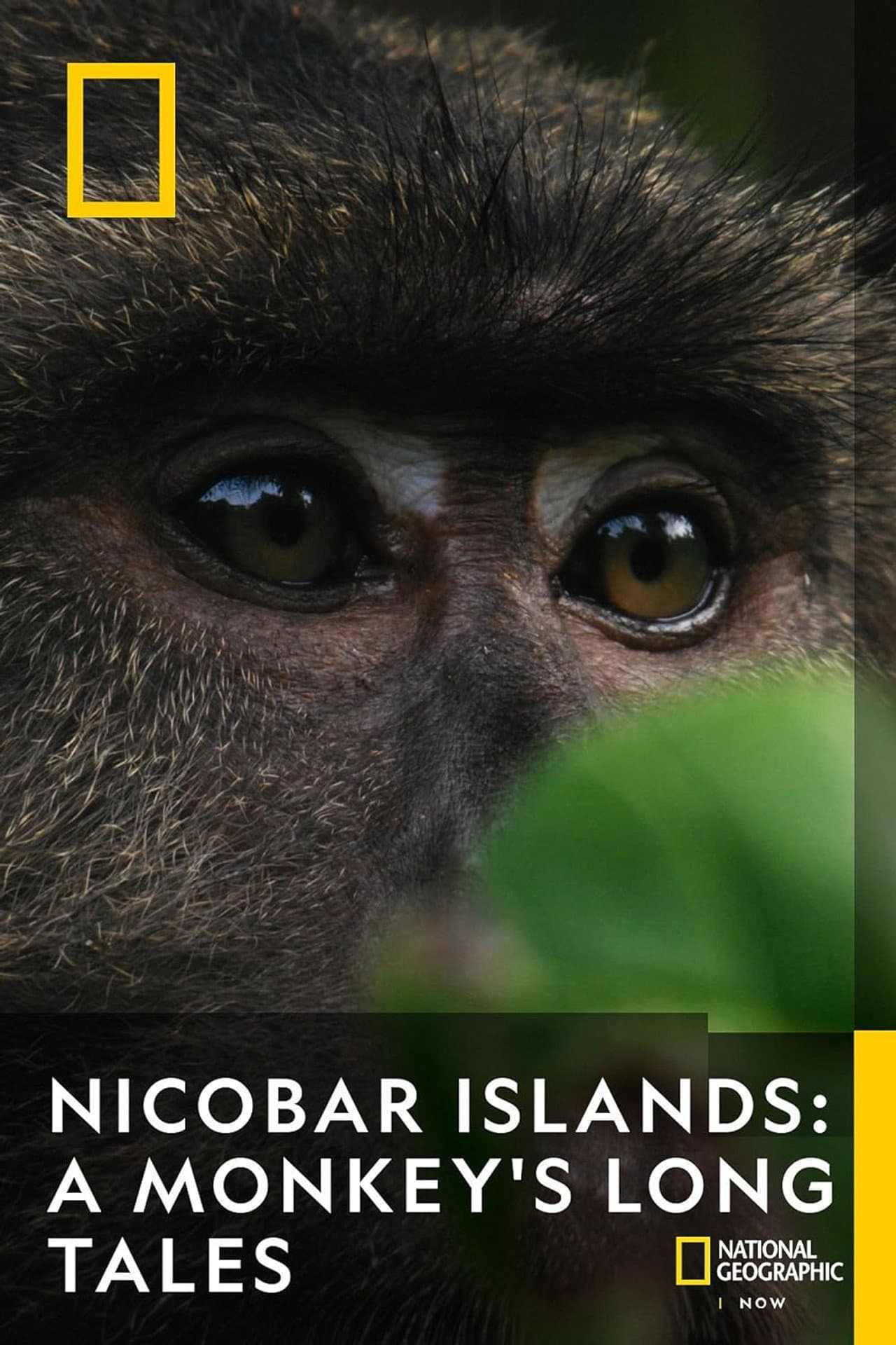 Nicobar Islands: A Monkey's Long Tale preview 2