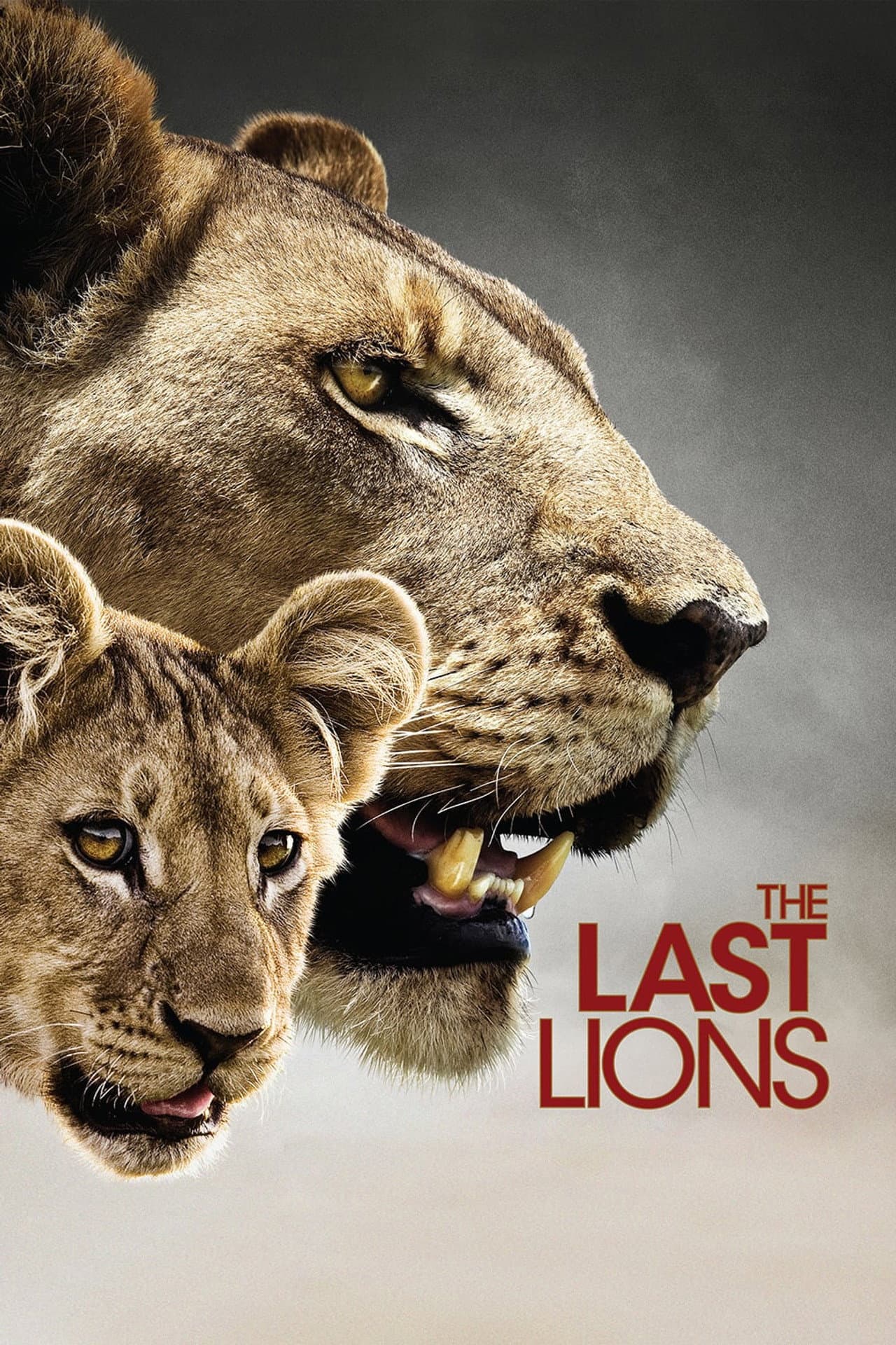 The Last Lions preview 2