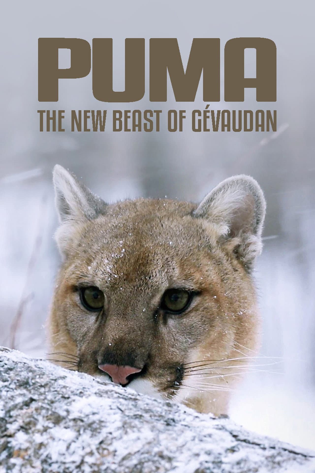 Cougar: On the Trail of the Ghost Cat preview 2