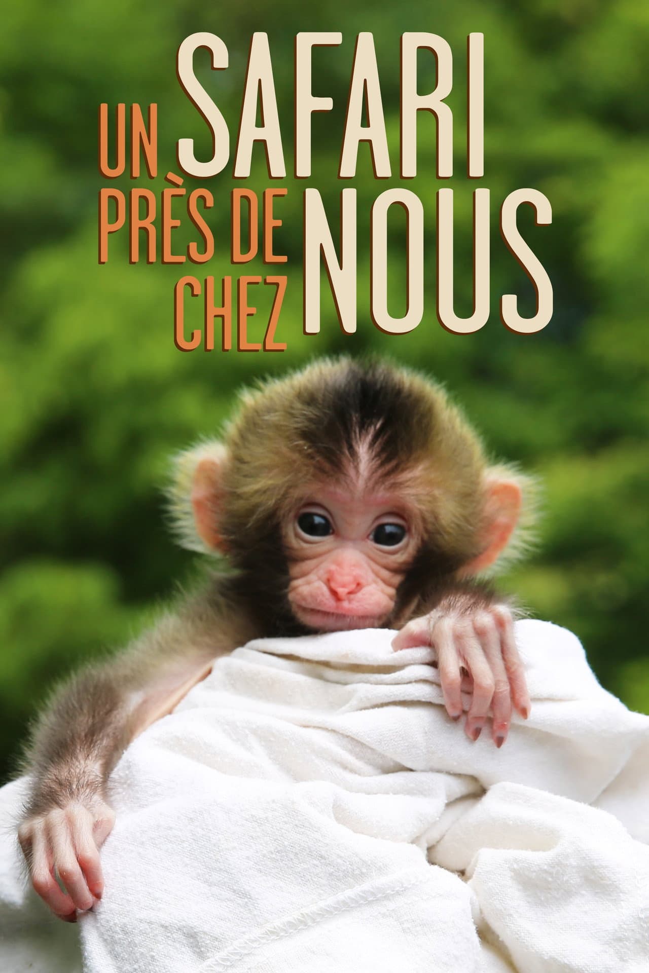 Un safari près de chez nous preview 2