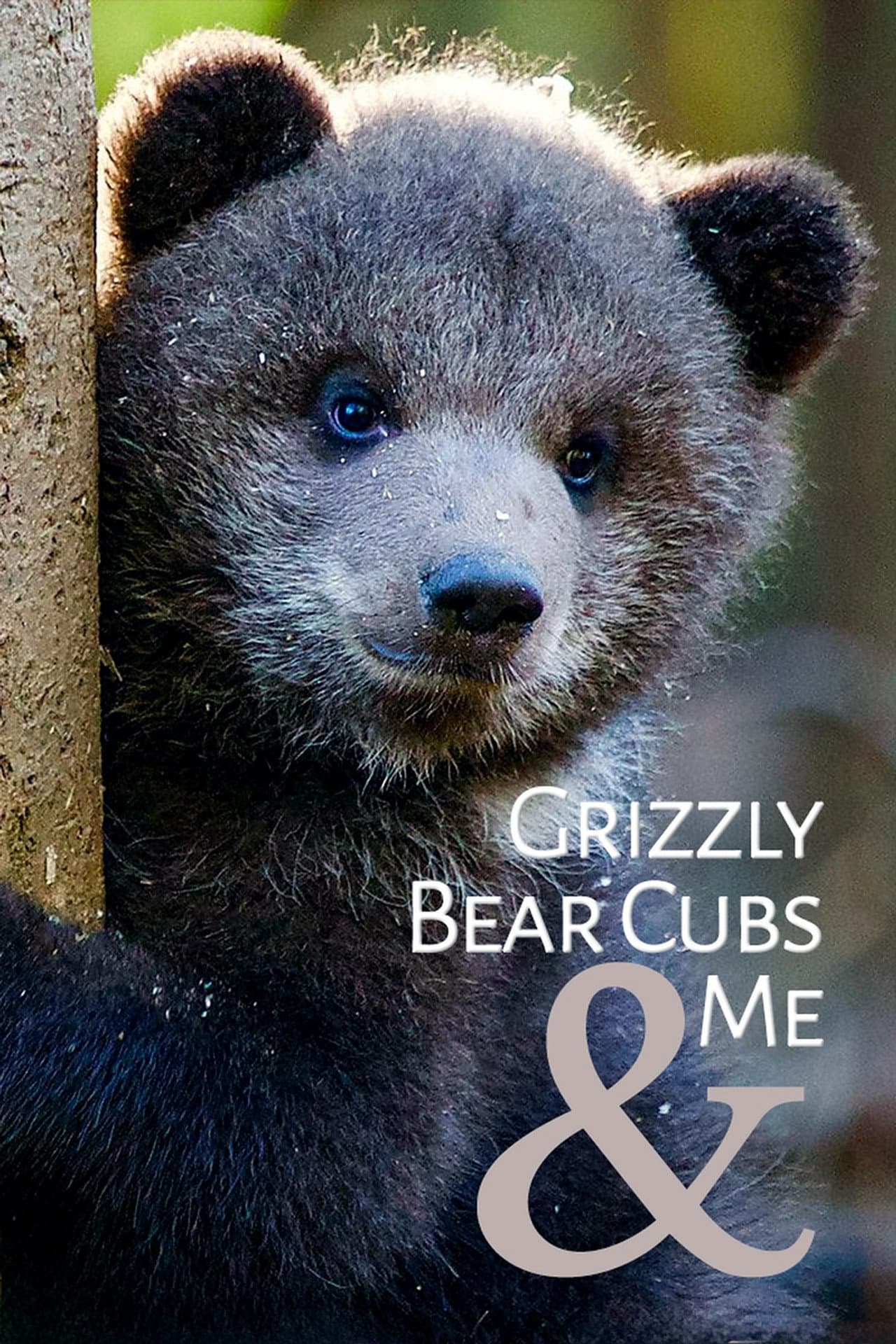 Grizzly Bear Cubs and Me preview 2