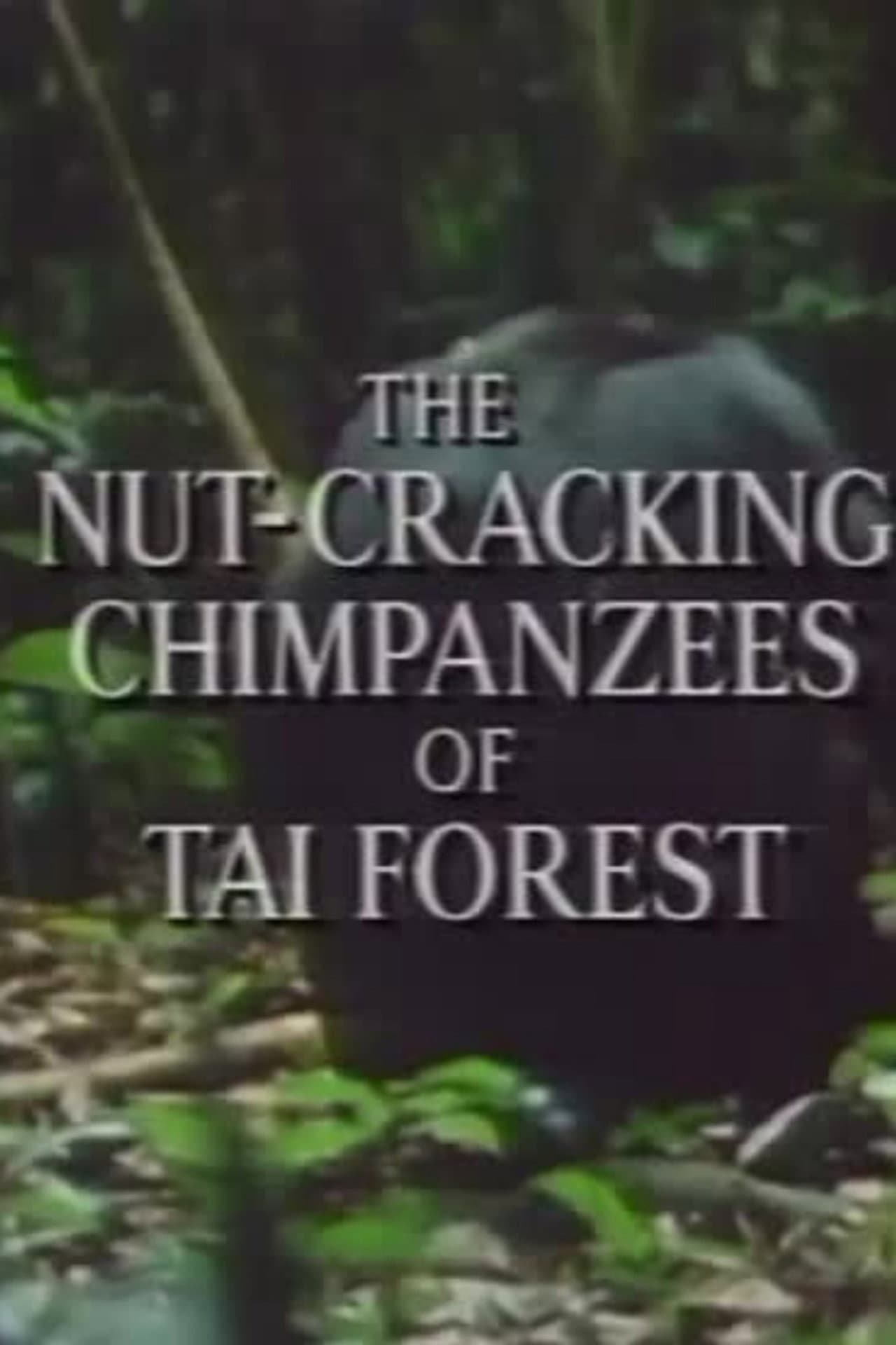 The Nut Cracking Chimpanzees of Taï Forest preview 1