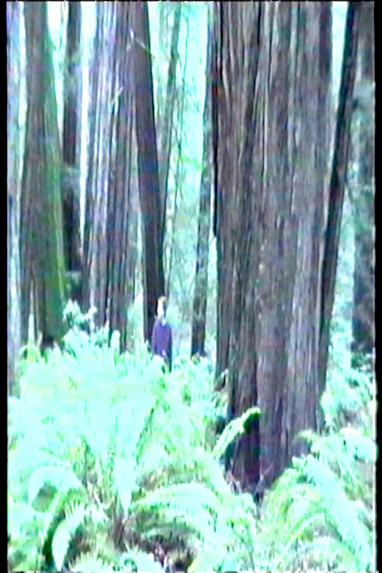 Dreamer preview 1