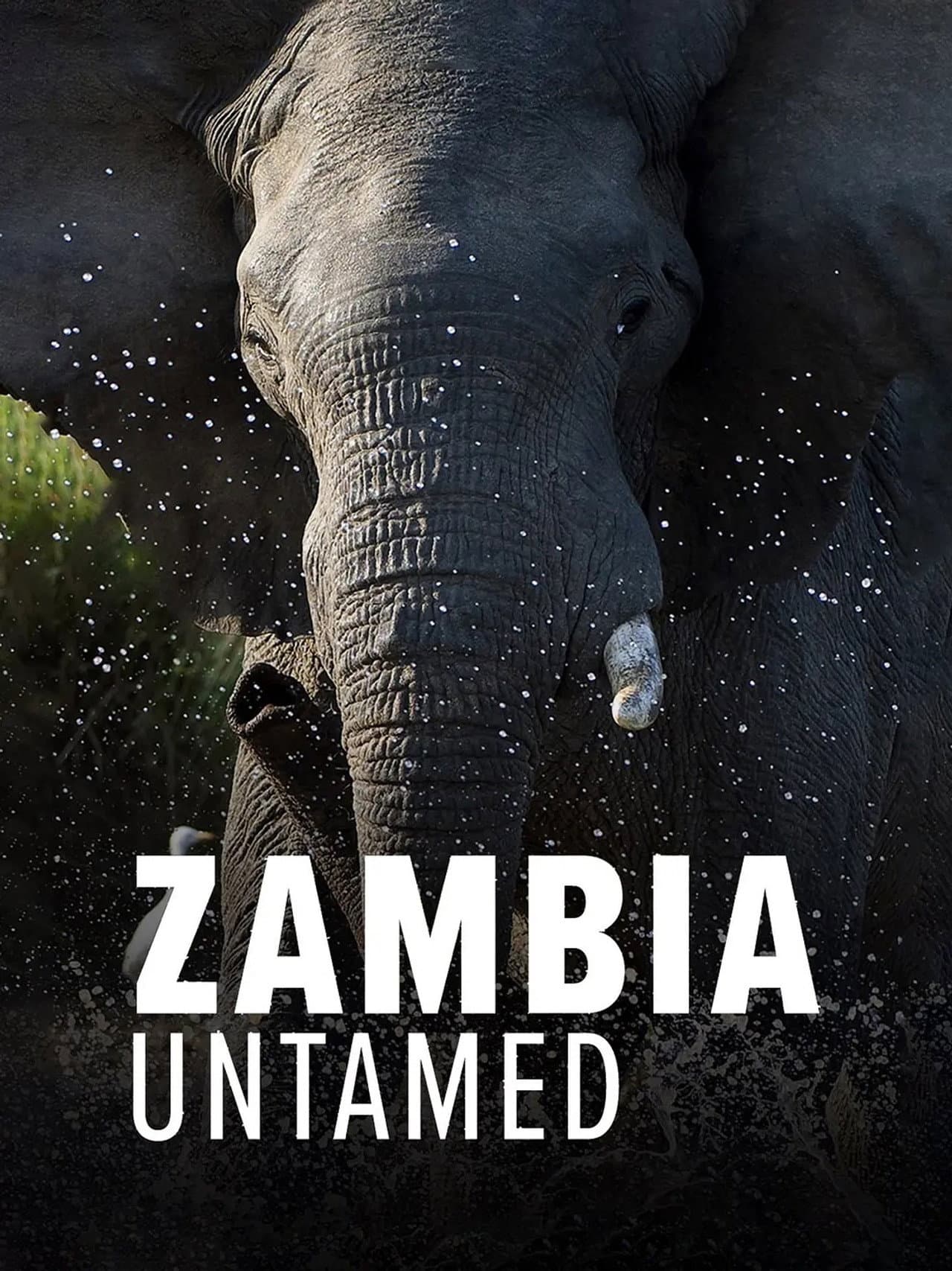 Zambia Untamed preview 2