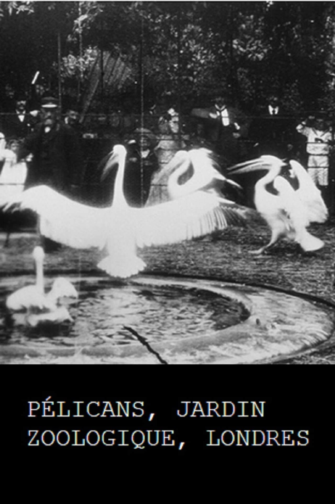 Pelicans, London Zoological Garden preview 1