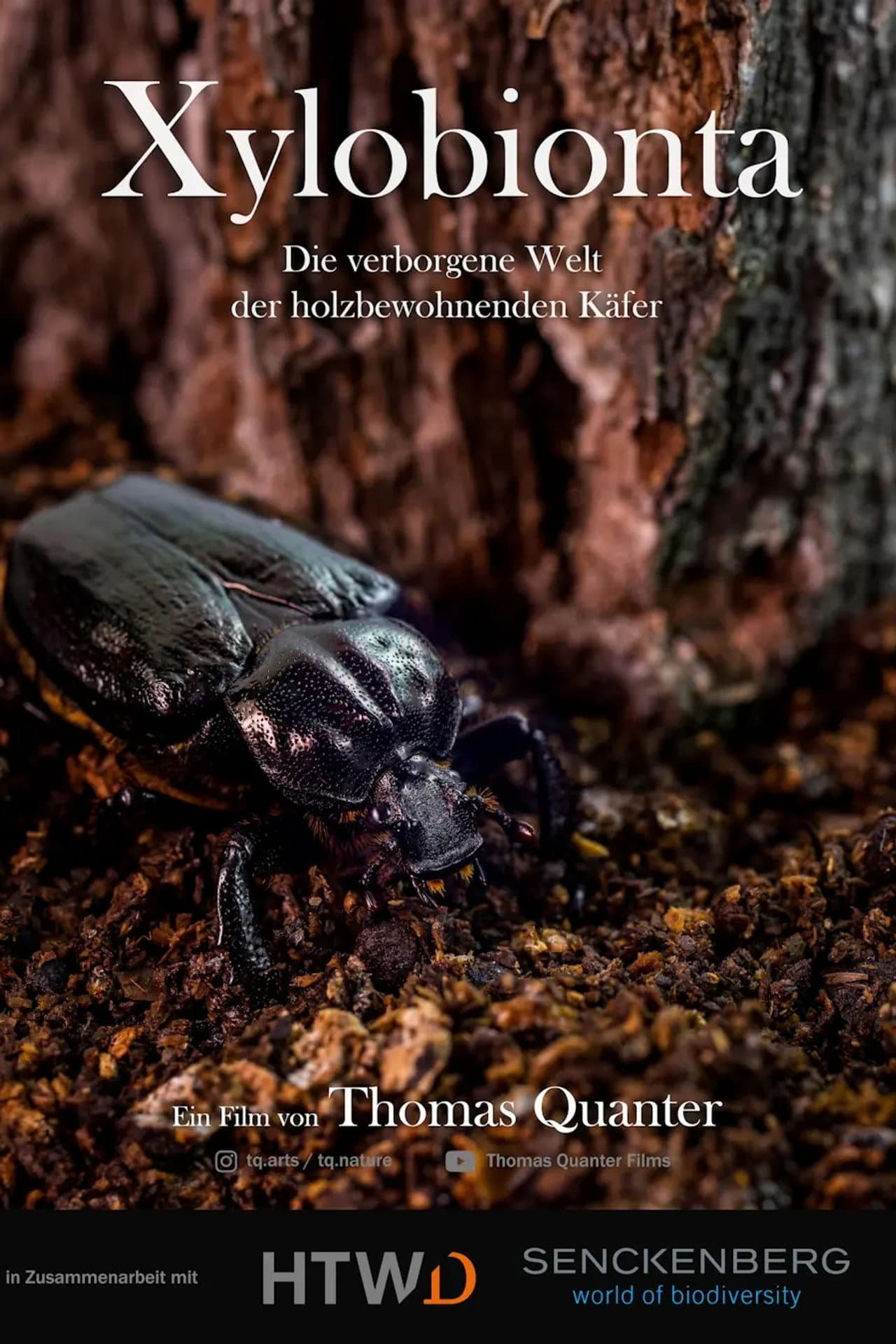 Xylobionta - die verborgene Welt der holzbewohnenden Käfer preview 1