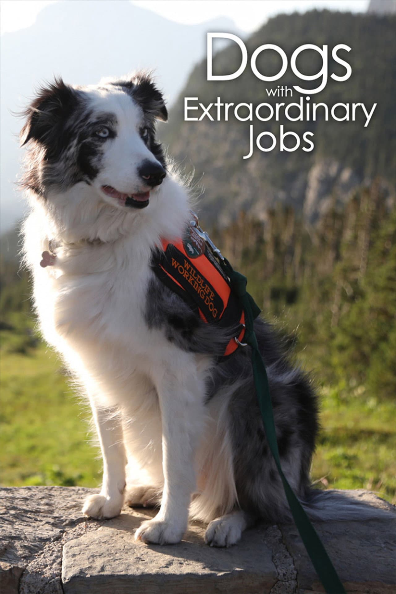 Dogs with Extraordinary Jobs preview 2