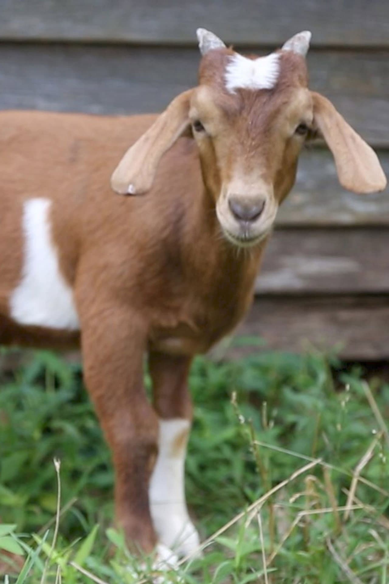 If it Won’t Hold Water, it Surely Won’t Hold a Goat preview 1