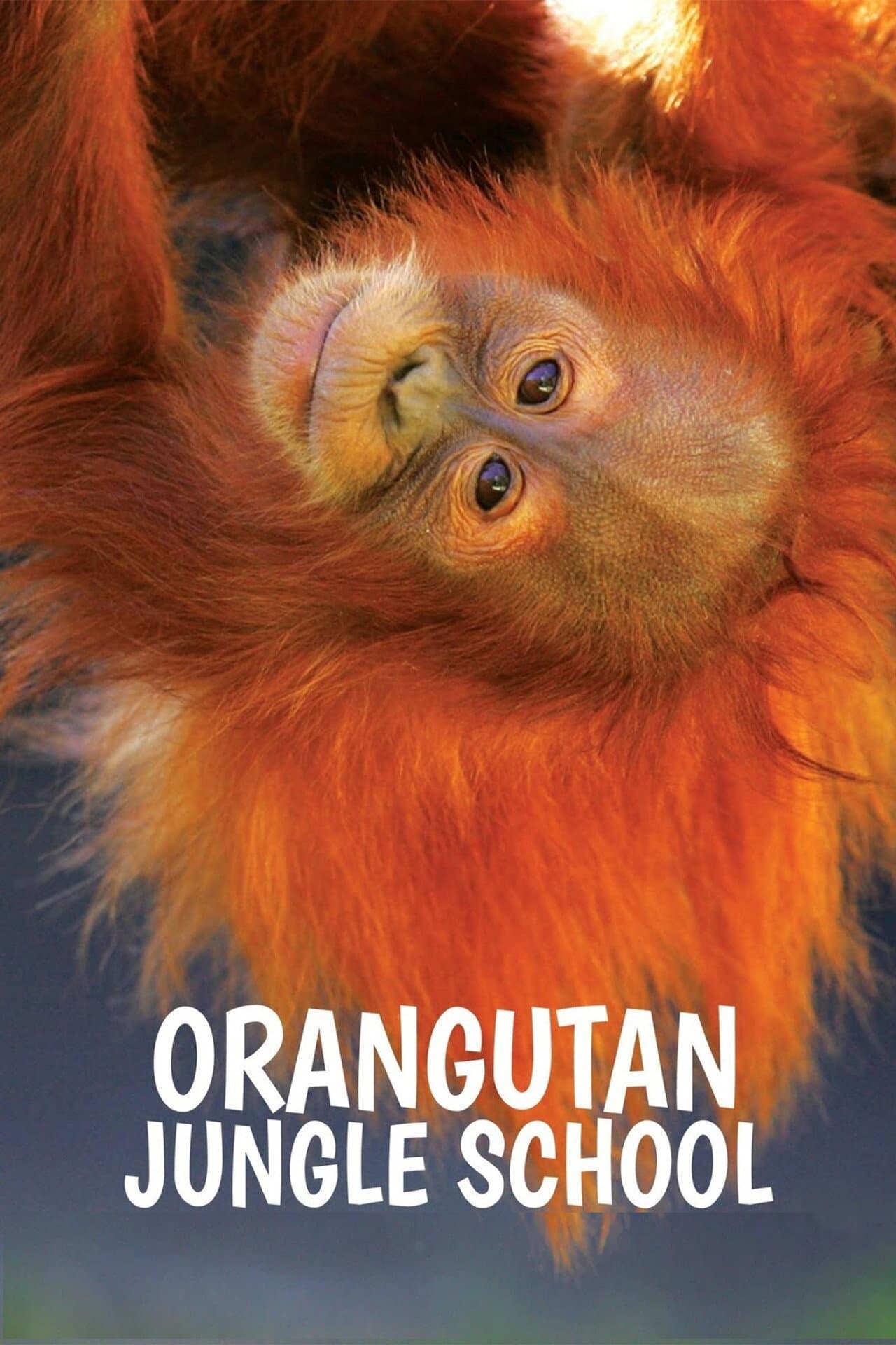 Orangutan Jungle School preview 2