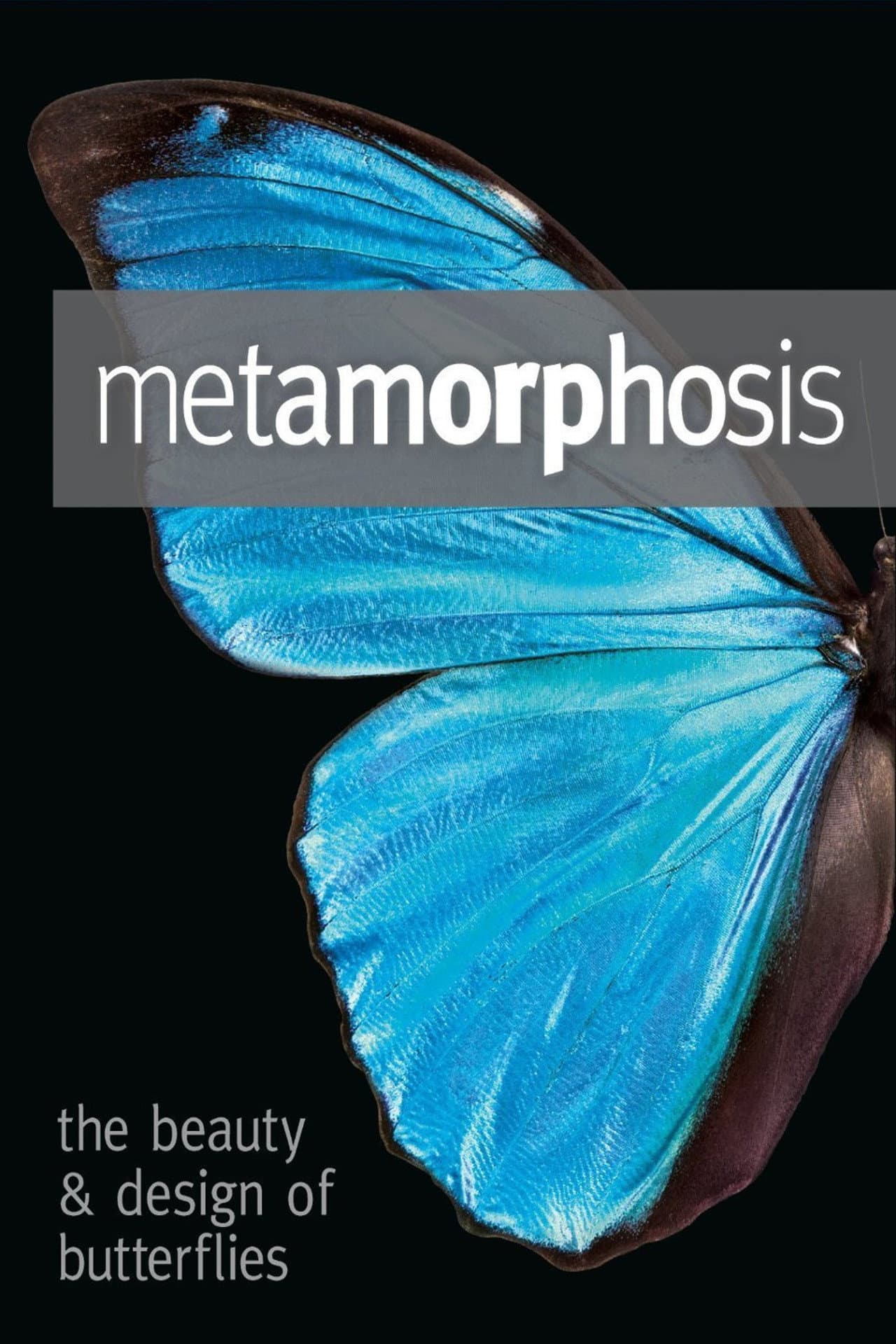 Metamorphosis: The Design and Beauty of Butterflies preview 1