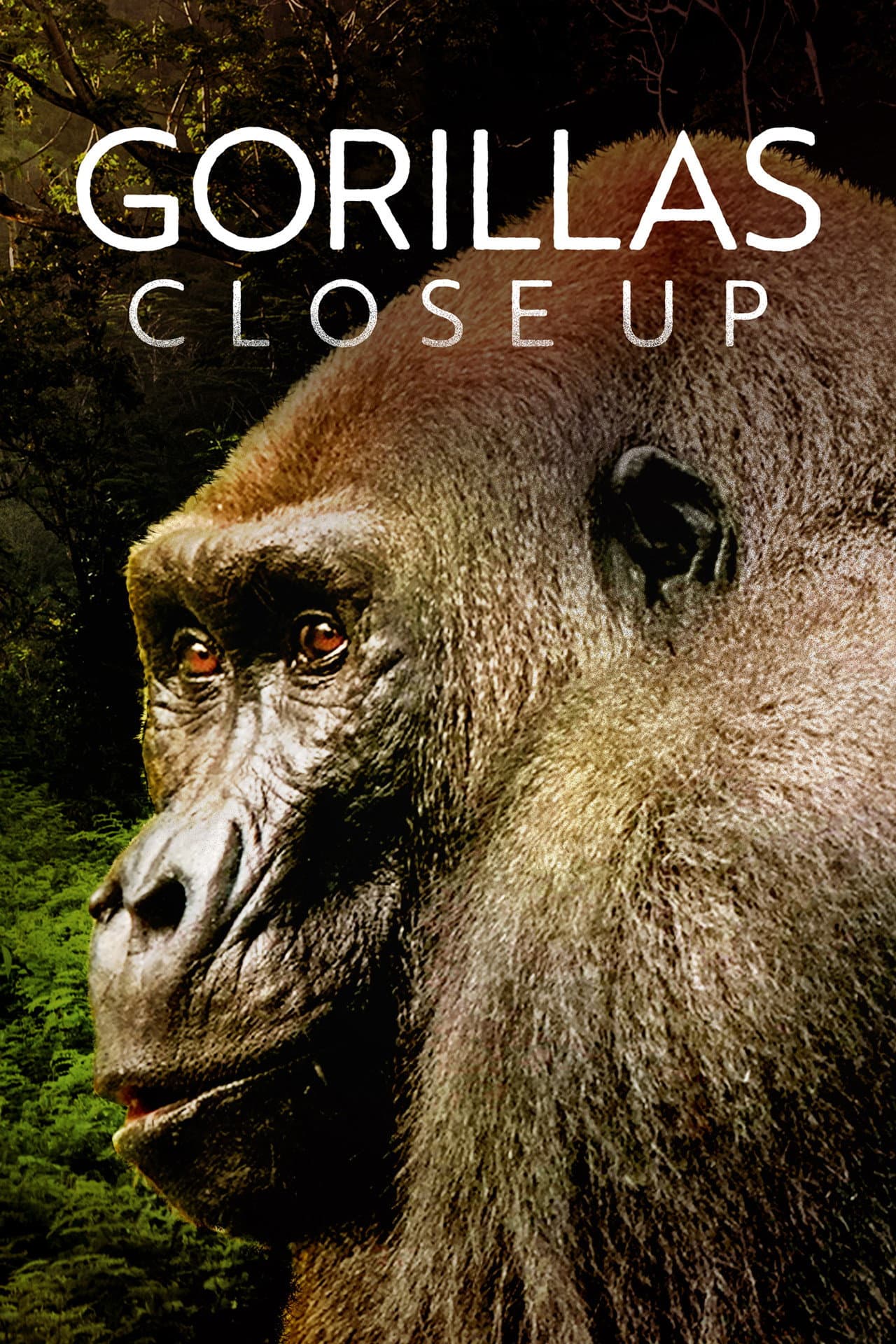 Gorillas Close Up preview 2