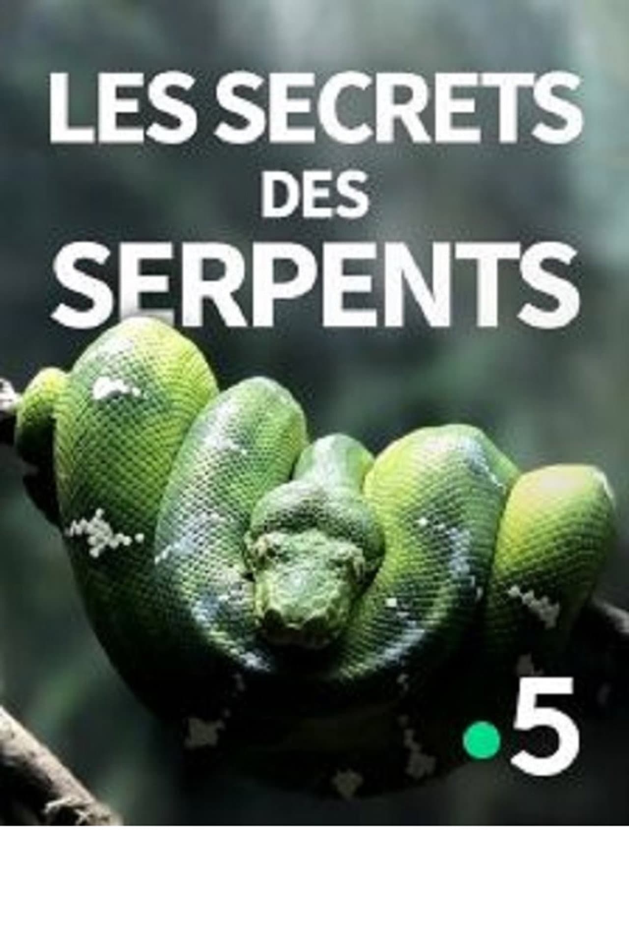 The Secrets of the Snakes preview 1