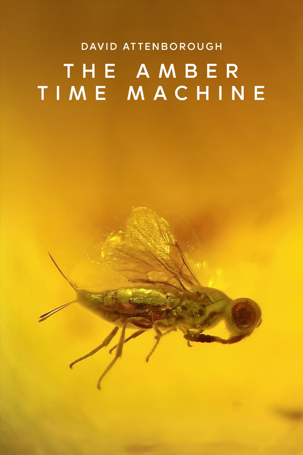 The Amber Time Machine preview 1