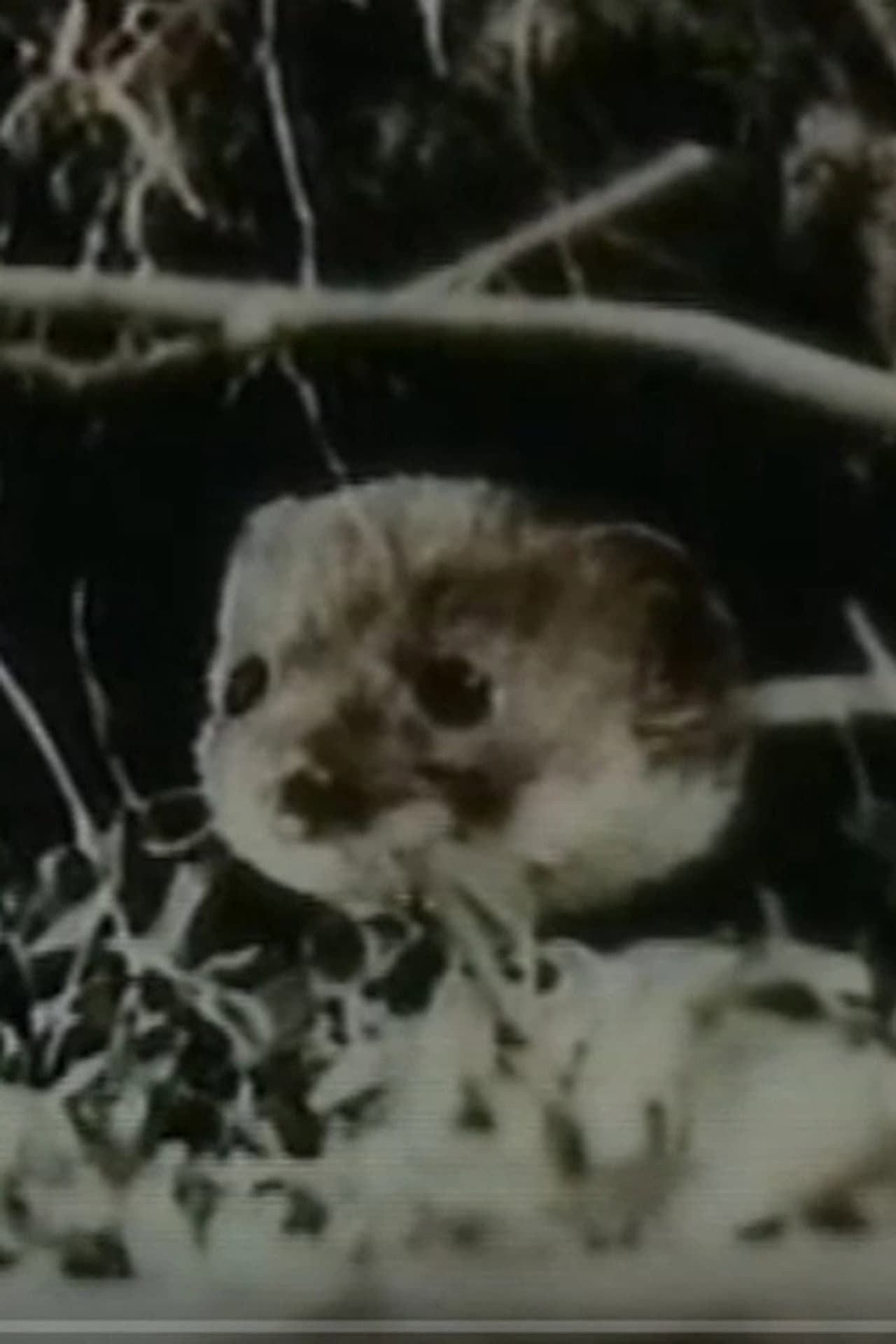 The Weasel preview 1