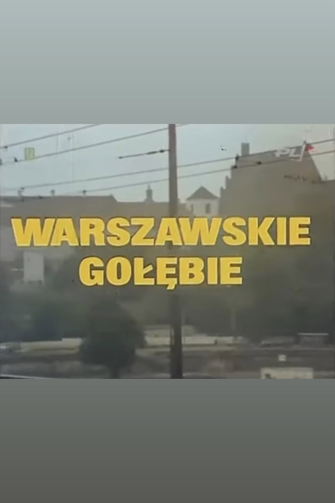 Warszawskie gołębie preview 1