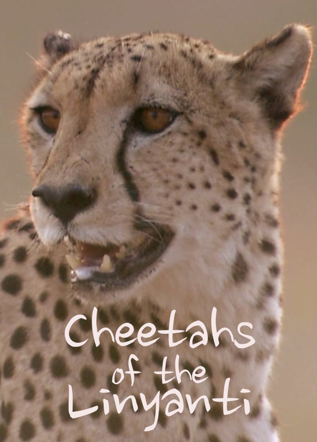 Cheetahs of the Linyanti preview 1