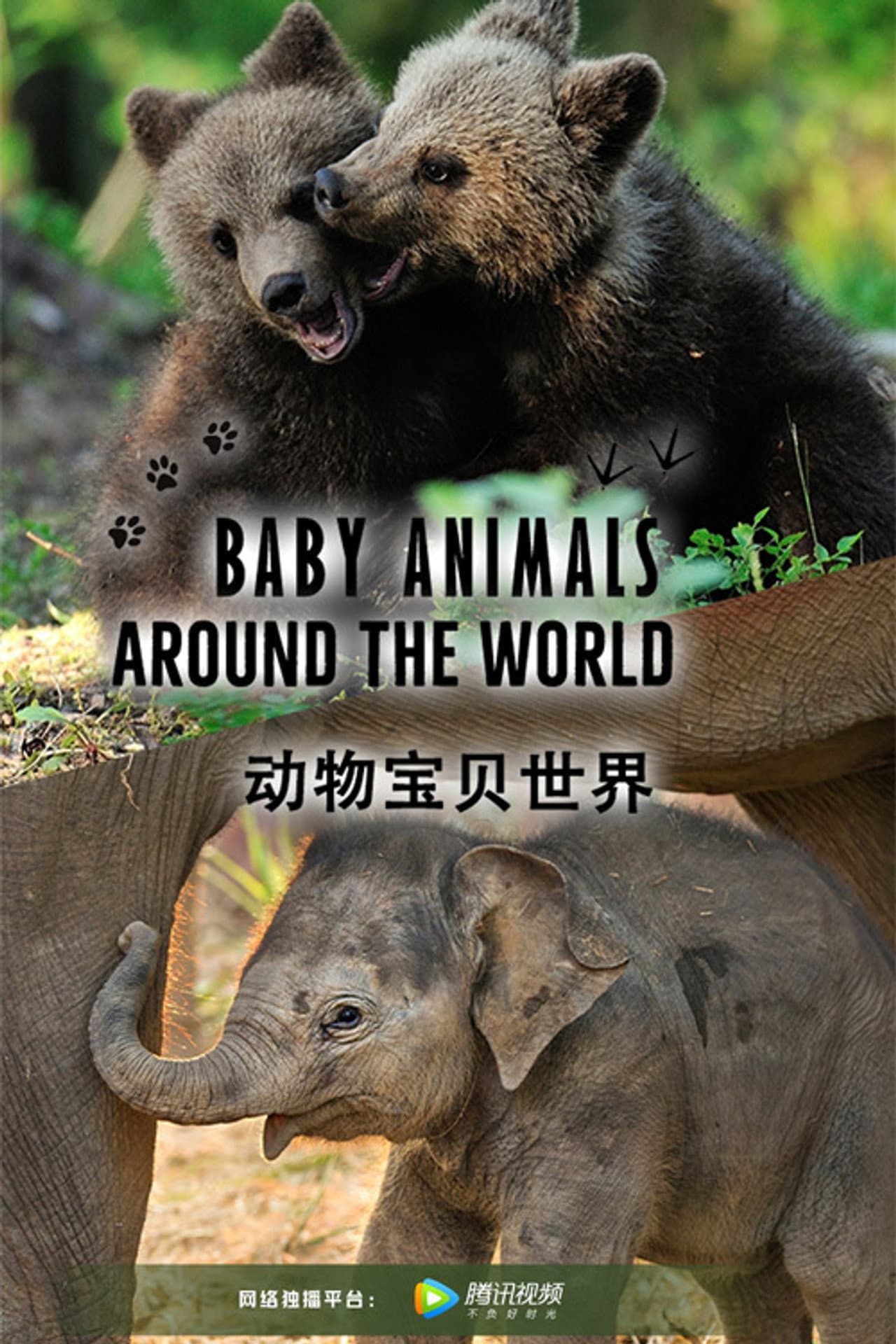 Baby Animals Around the World preview 2