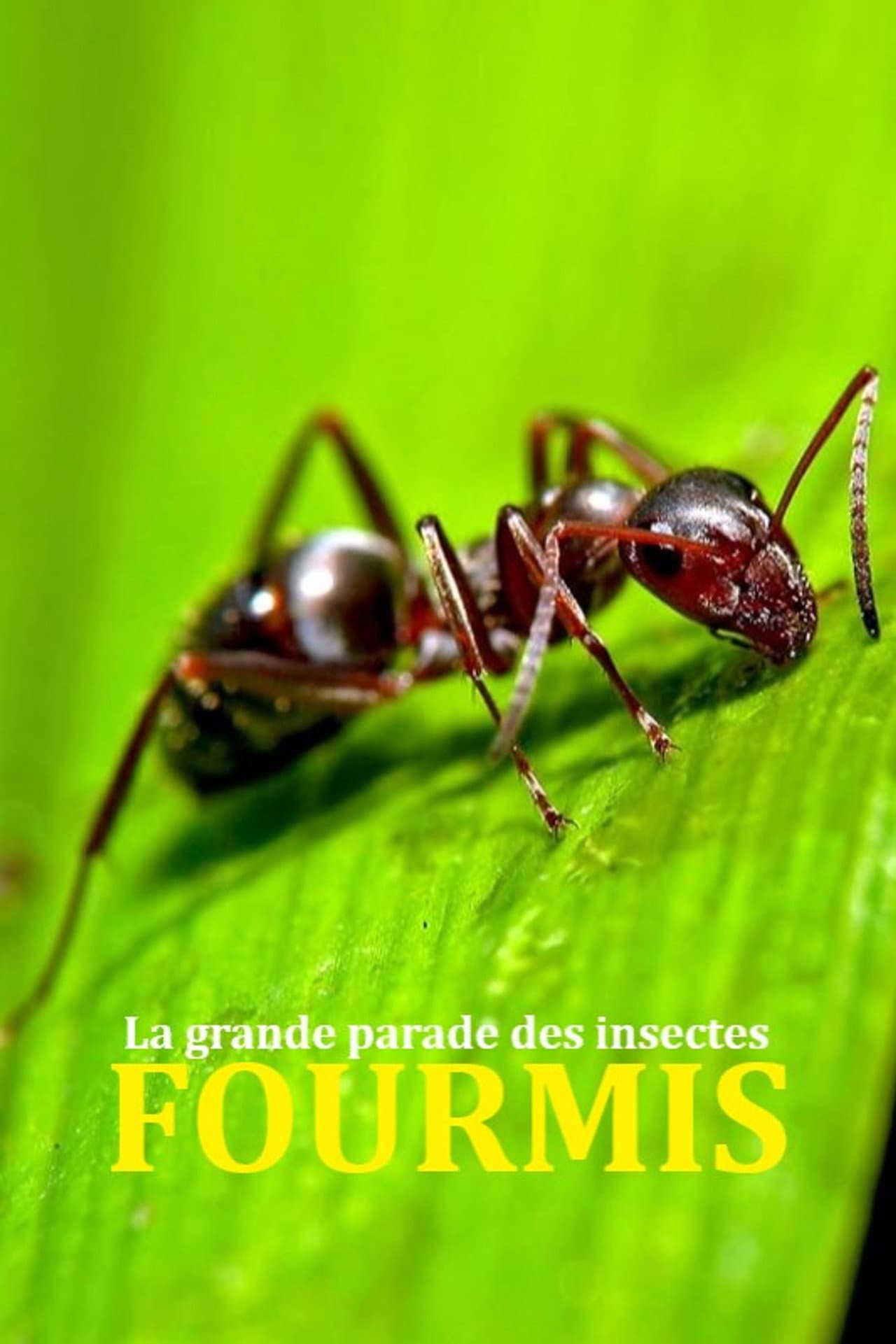 Fabulous Insects - Ants preview 2