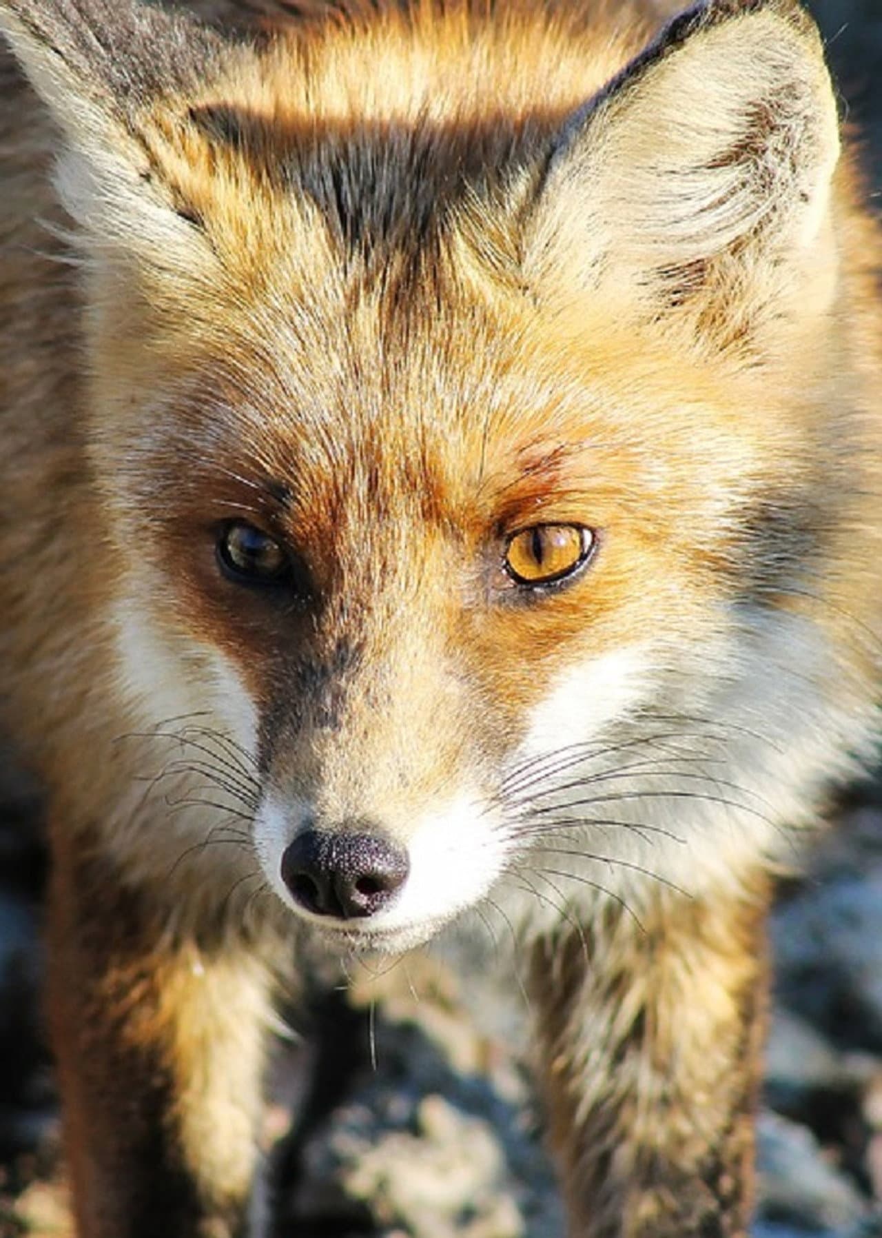 Stadt, Land, Fuchs! preview 2