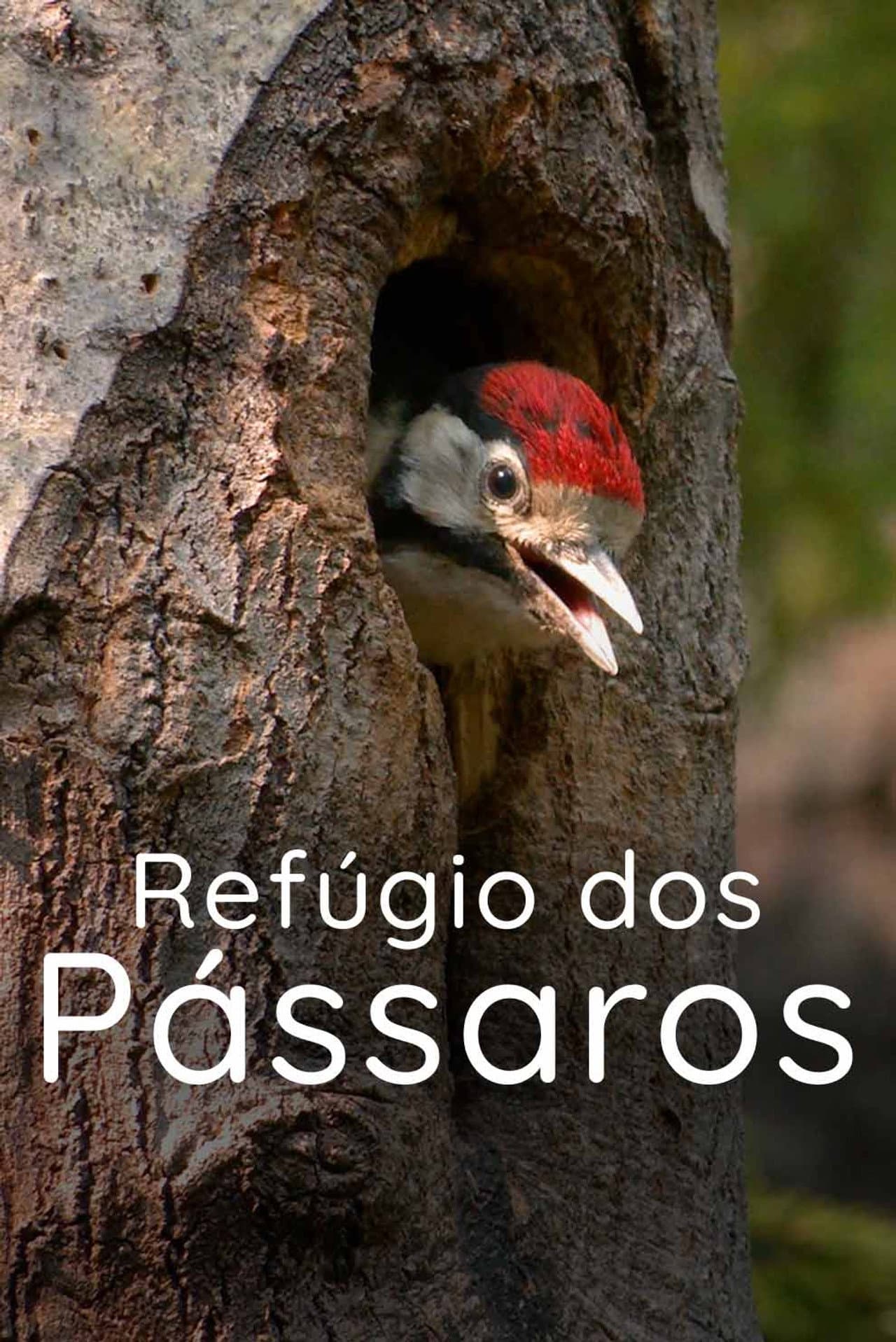 Refúgio dos Pássaros preview 2