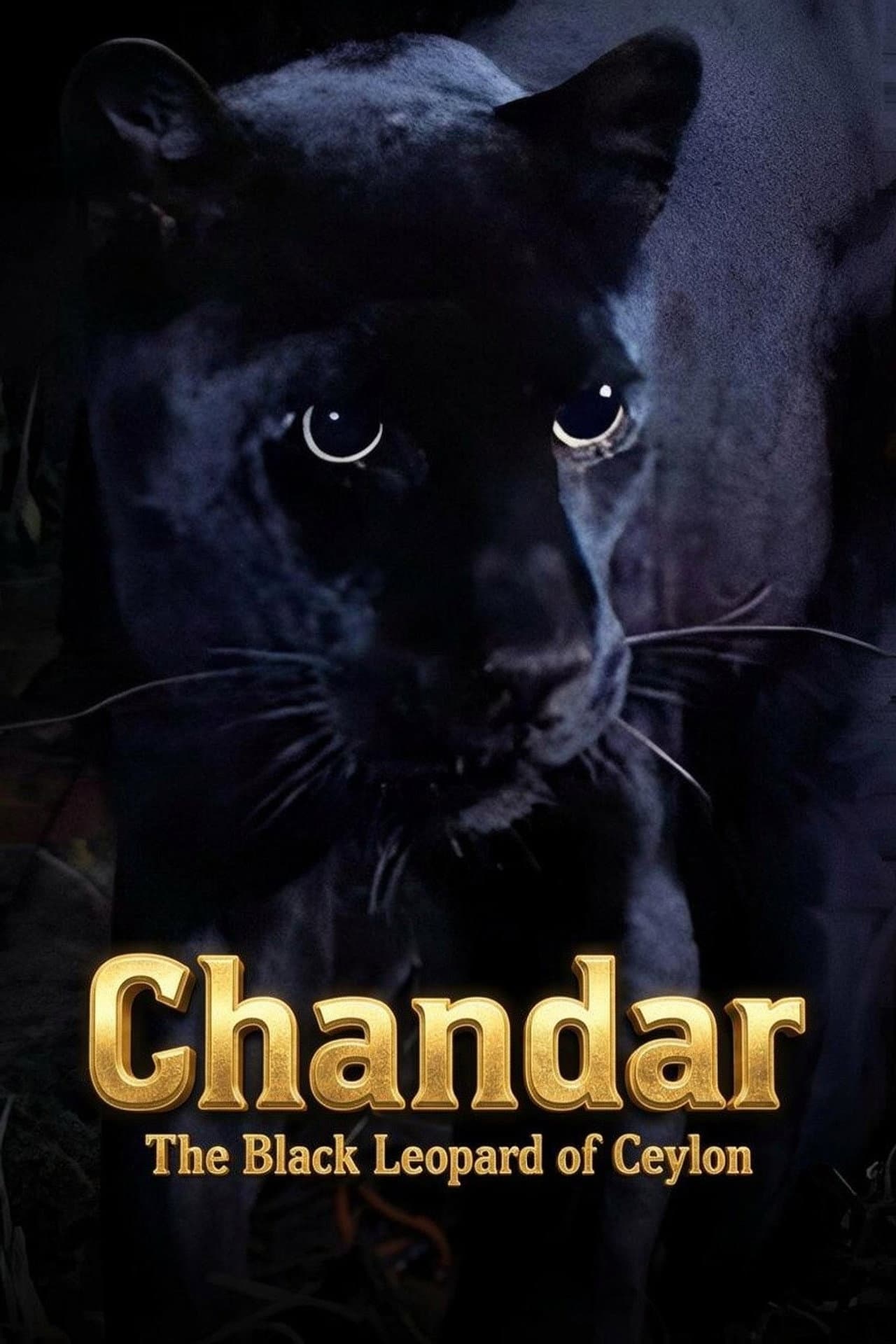 Chandar, the Black Leopard of Ceylon preview 1