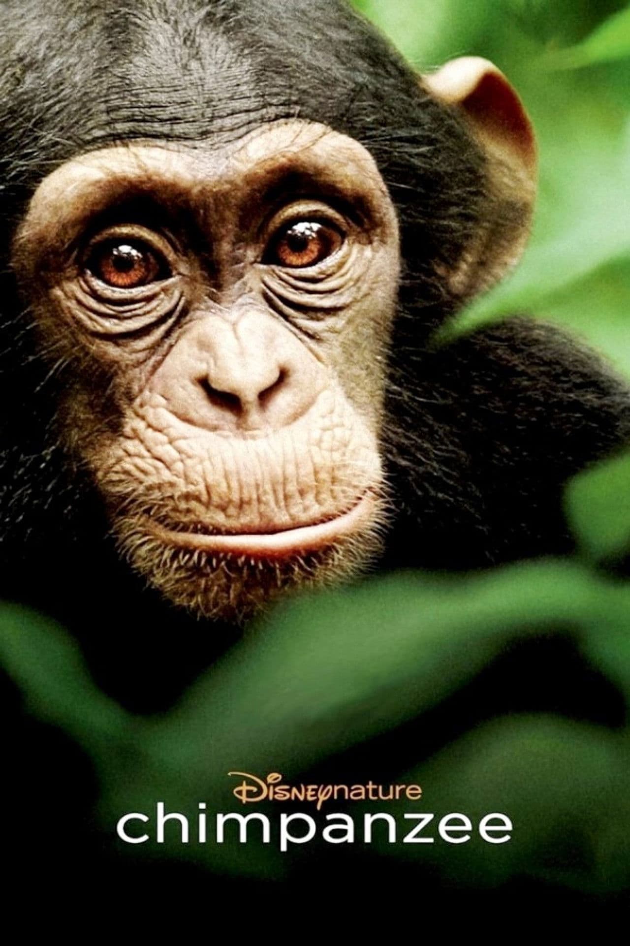 Chimpanzee preview 2
