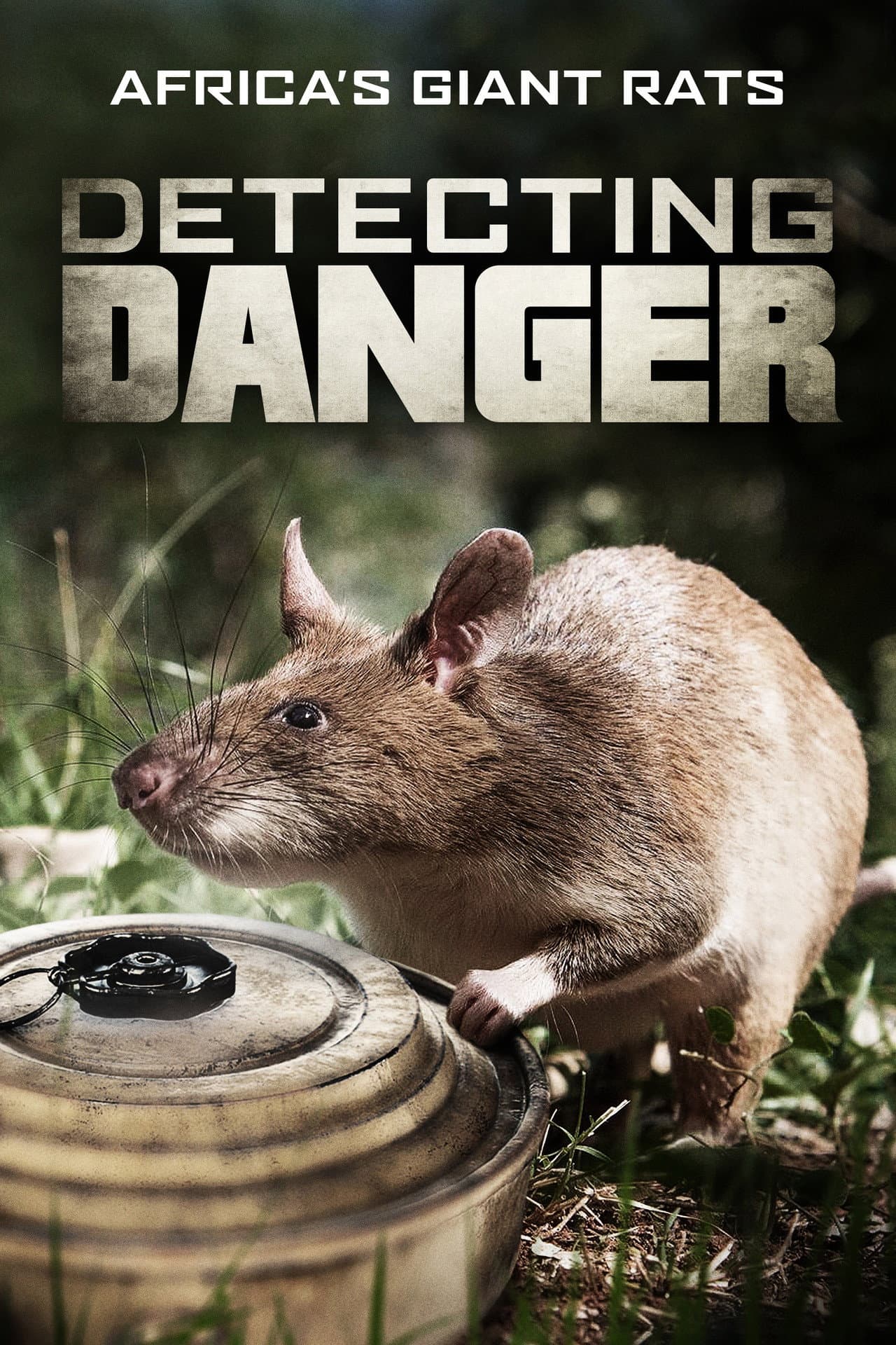 Detecting Danger: Africa's Giant Rats preview 2