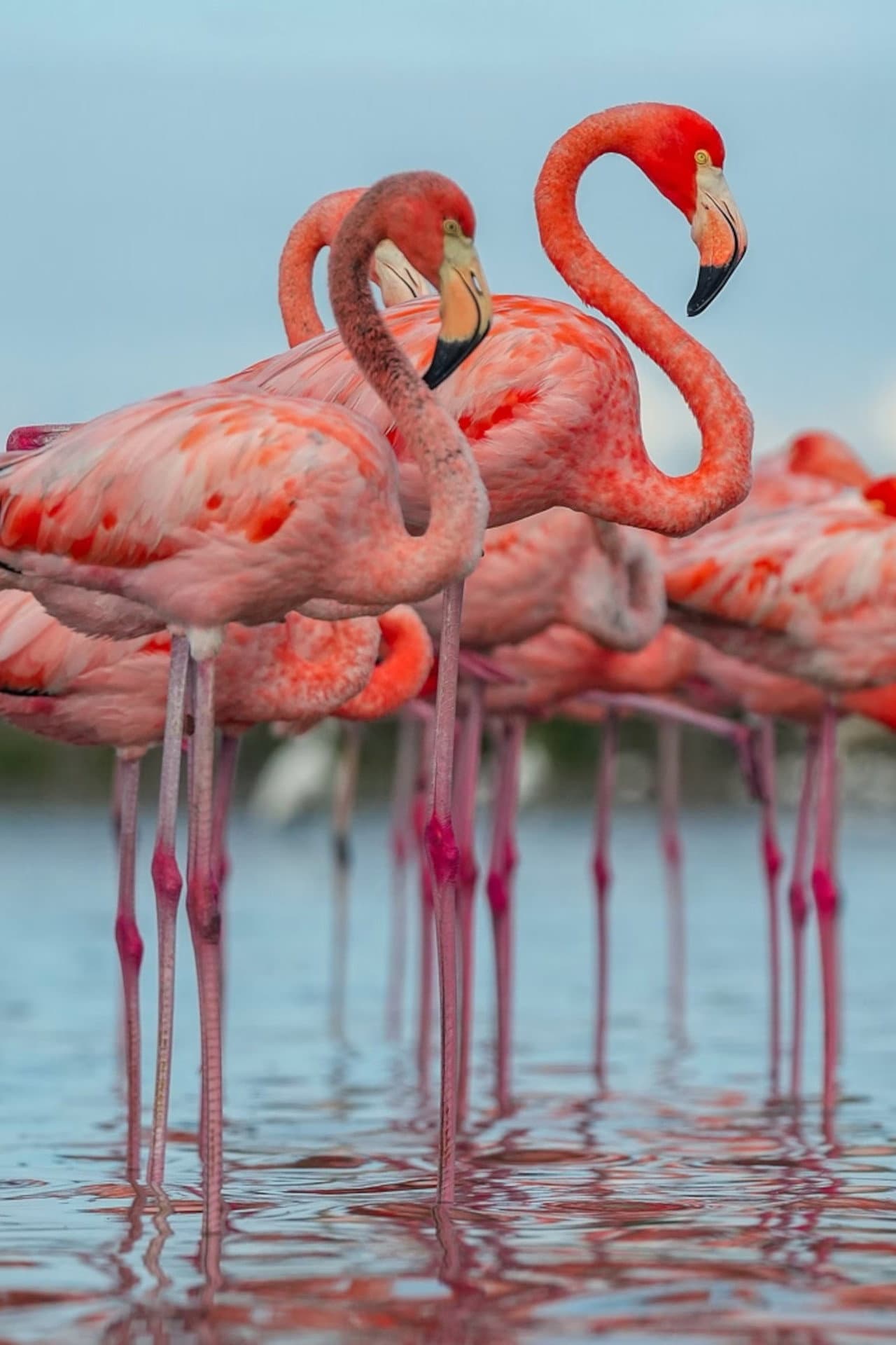 Doñana - Spain's Garden of Eden preview 2