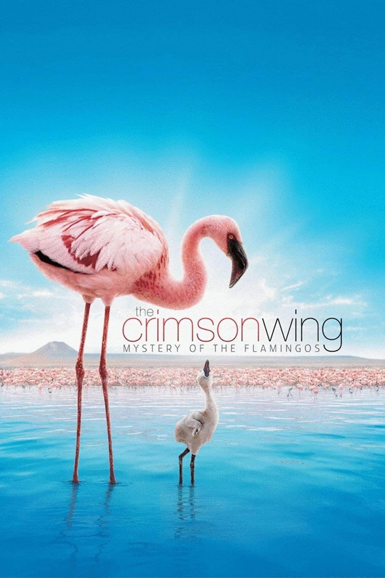 The Crimson Wing: Mystery of the Flamingos preview 2