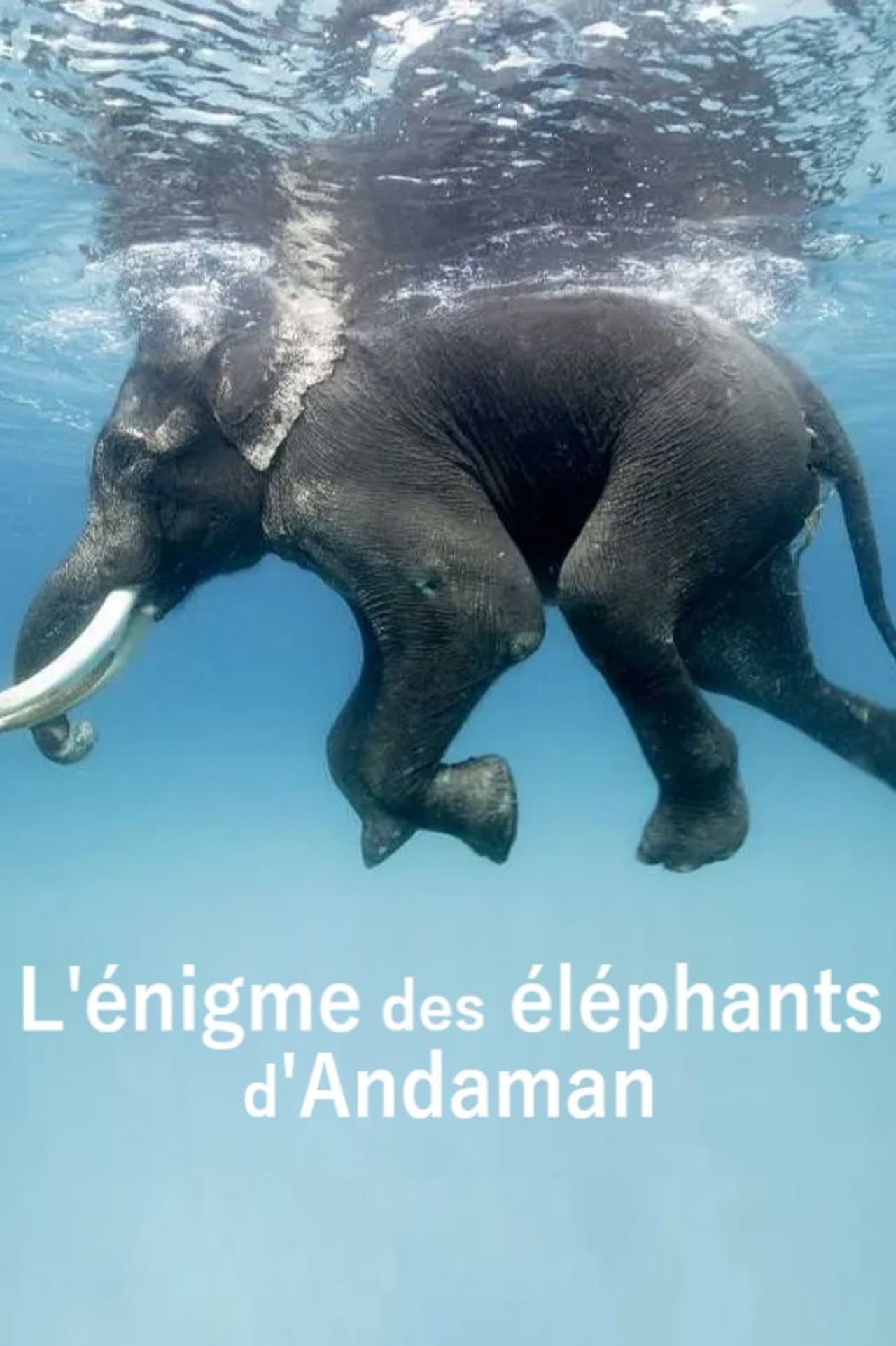 L'énigme des éléphants d'Andaman preview 1
