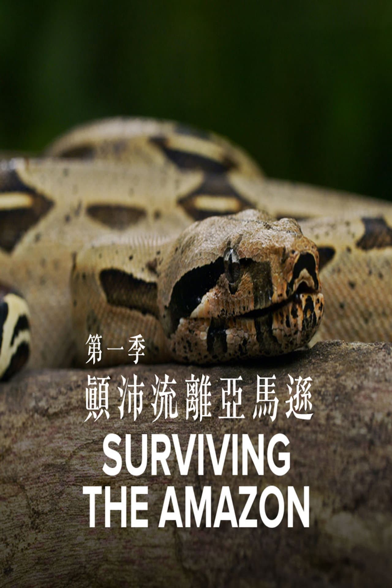 Surviving the Amazon preview 2