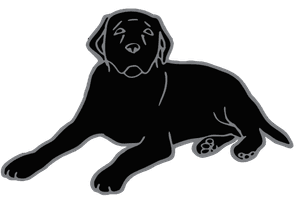 Black Dog Television