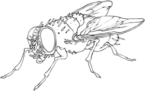 Flies Collective