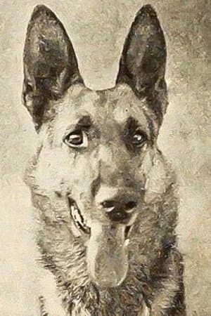 Thunder the Dog