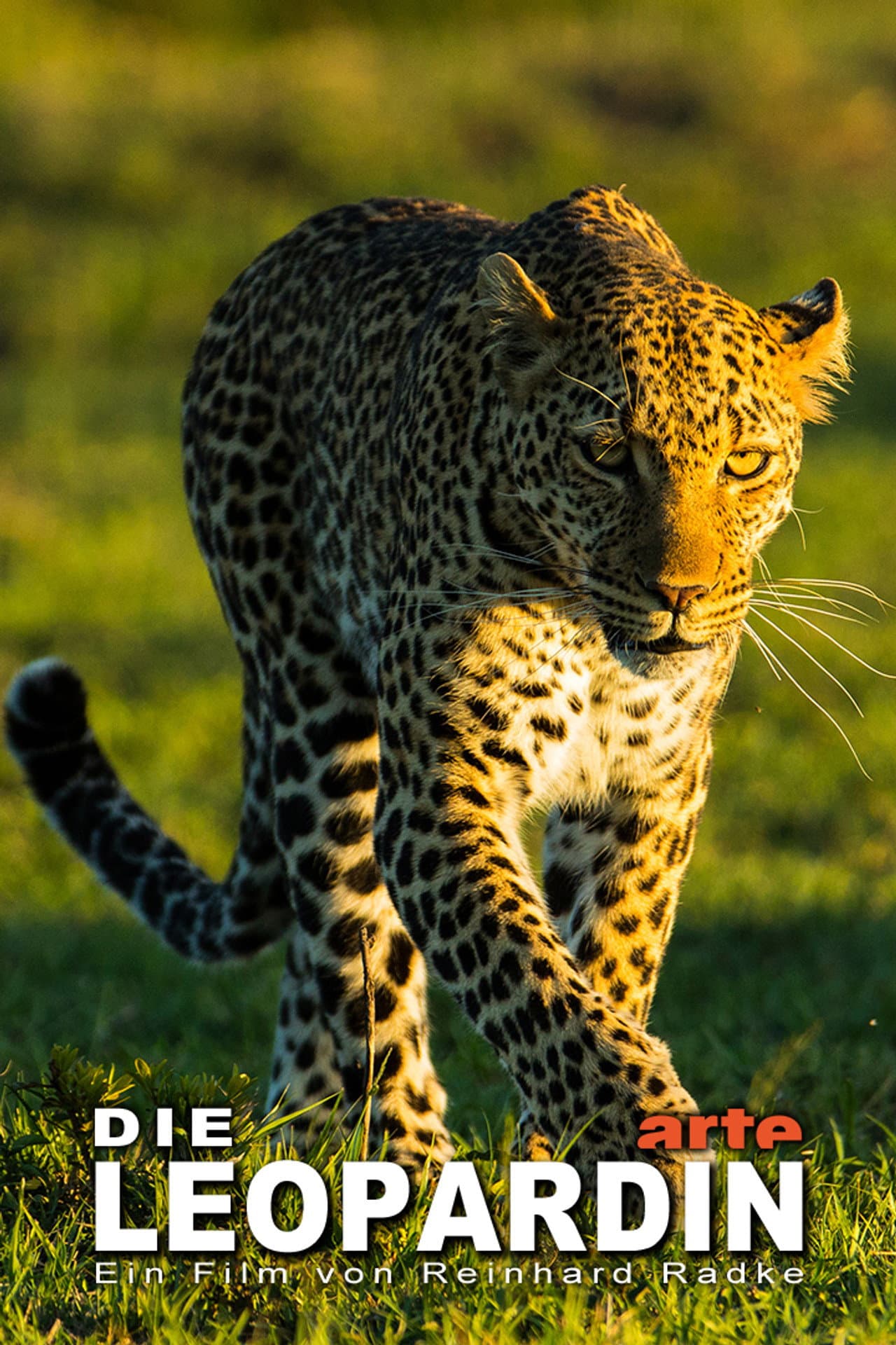 The Leopardess preview 2