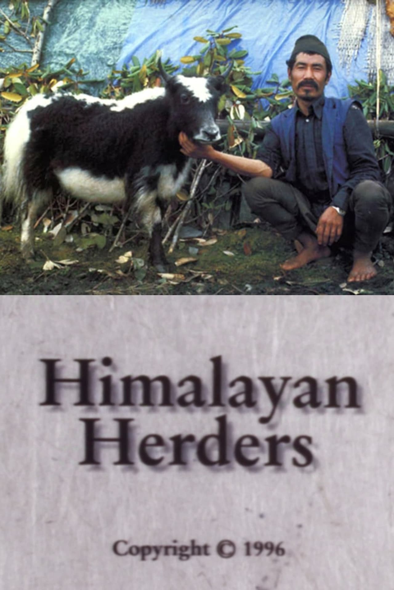Himalayan Herders preview 1
